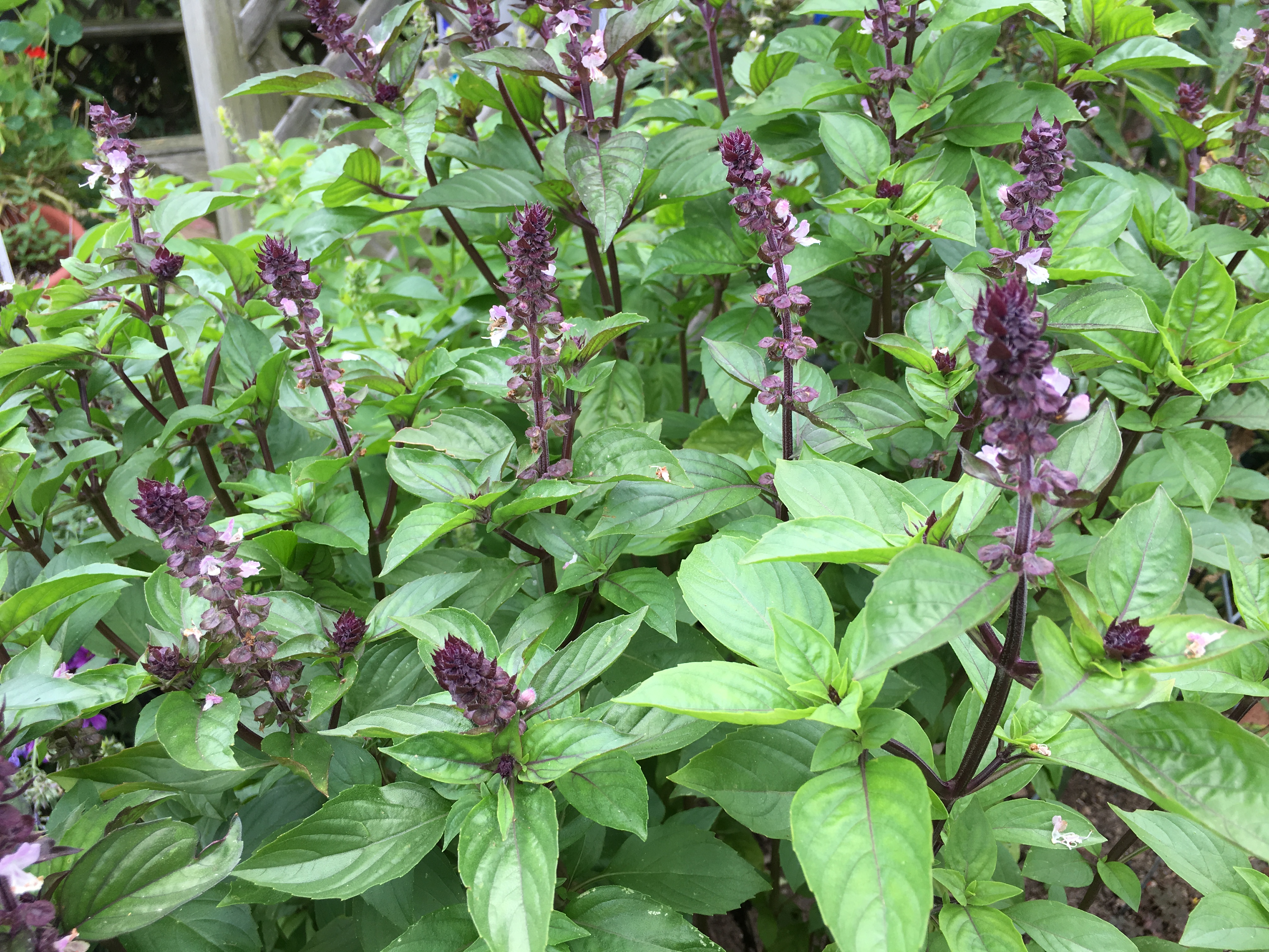 OCIMUM tenuiflorum Thai Holy Kaprao