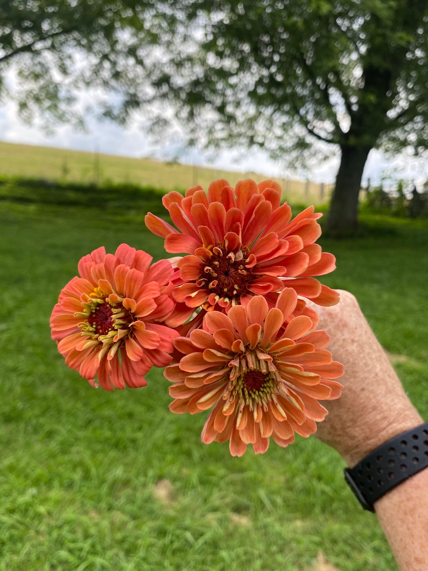 ZINNIA elegans Benarys Giant Salmon Rose