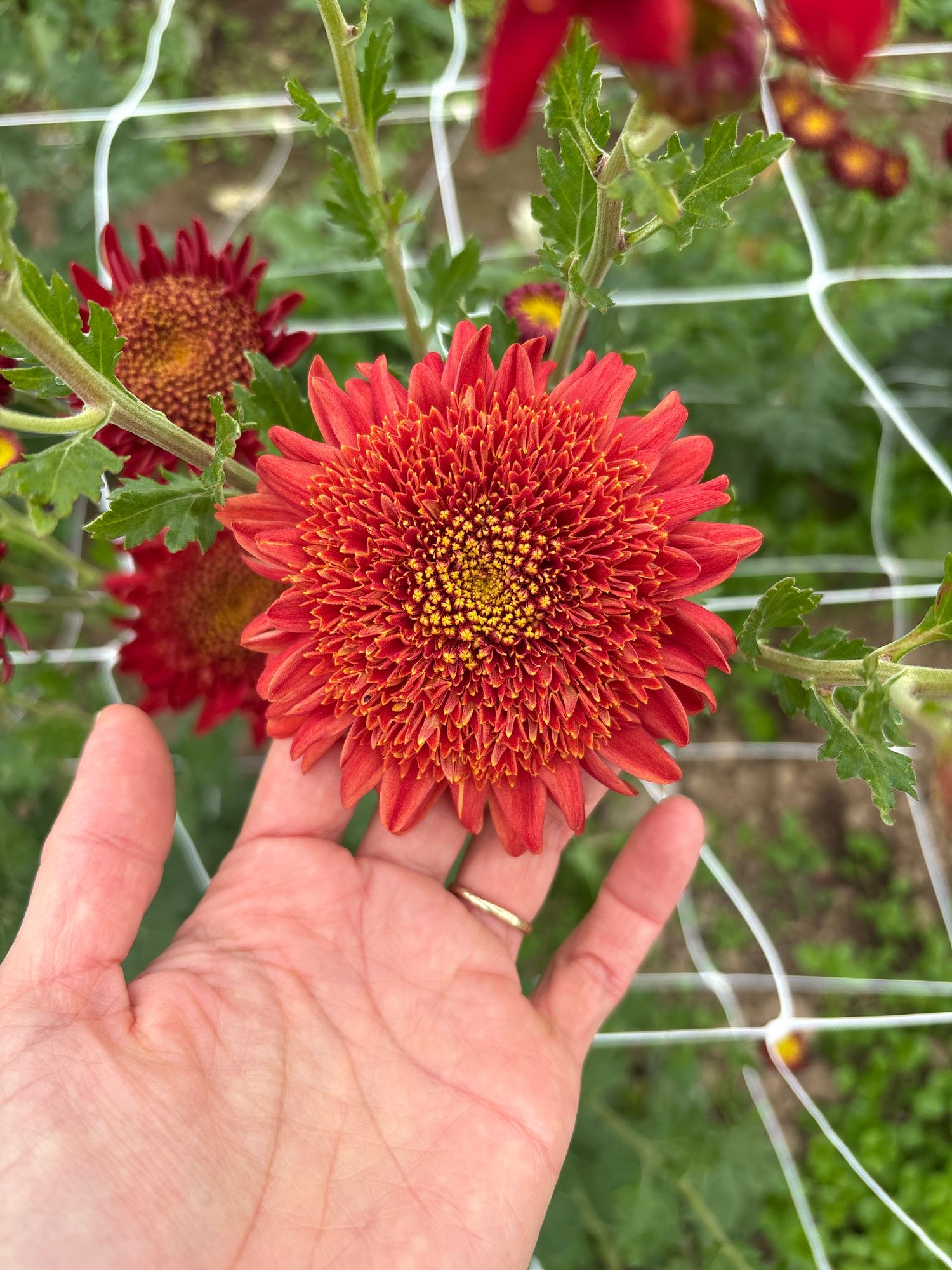 CHRYSANTHEMUM x Seatons Ruby