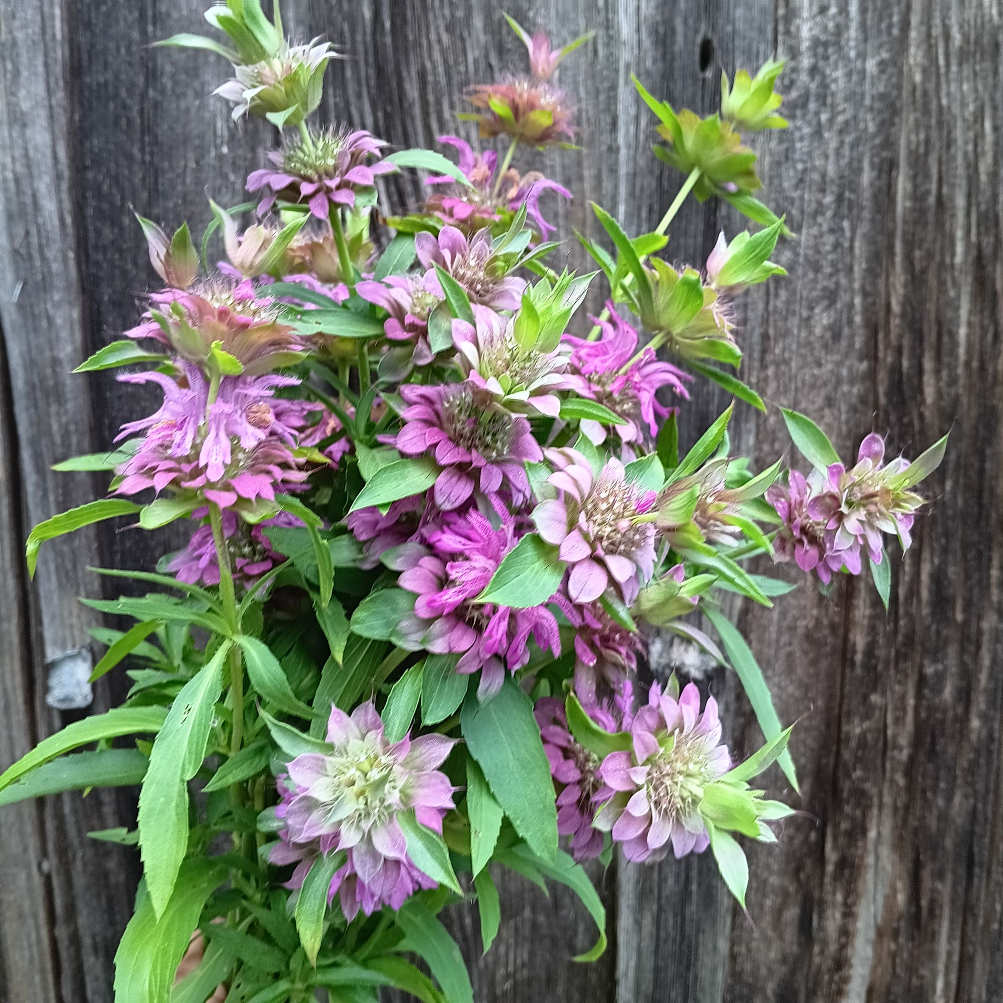 MONARDA citriodora