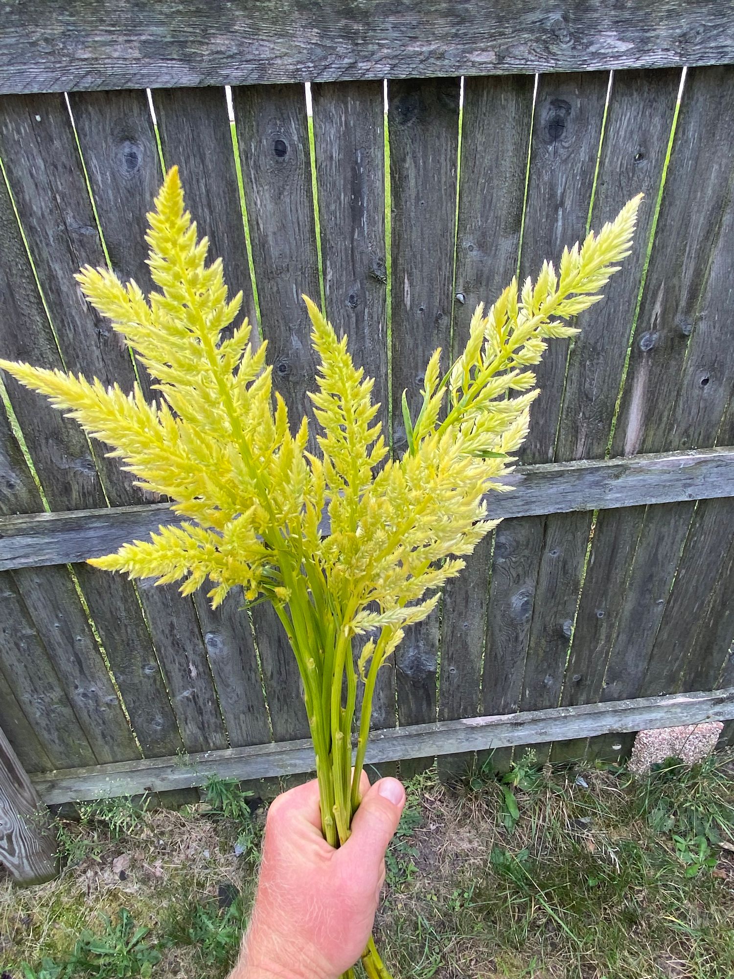 CELOSIA argentea var. plumosa Sylphid