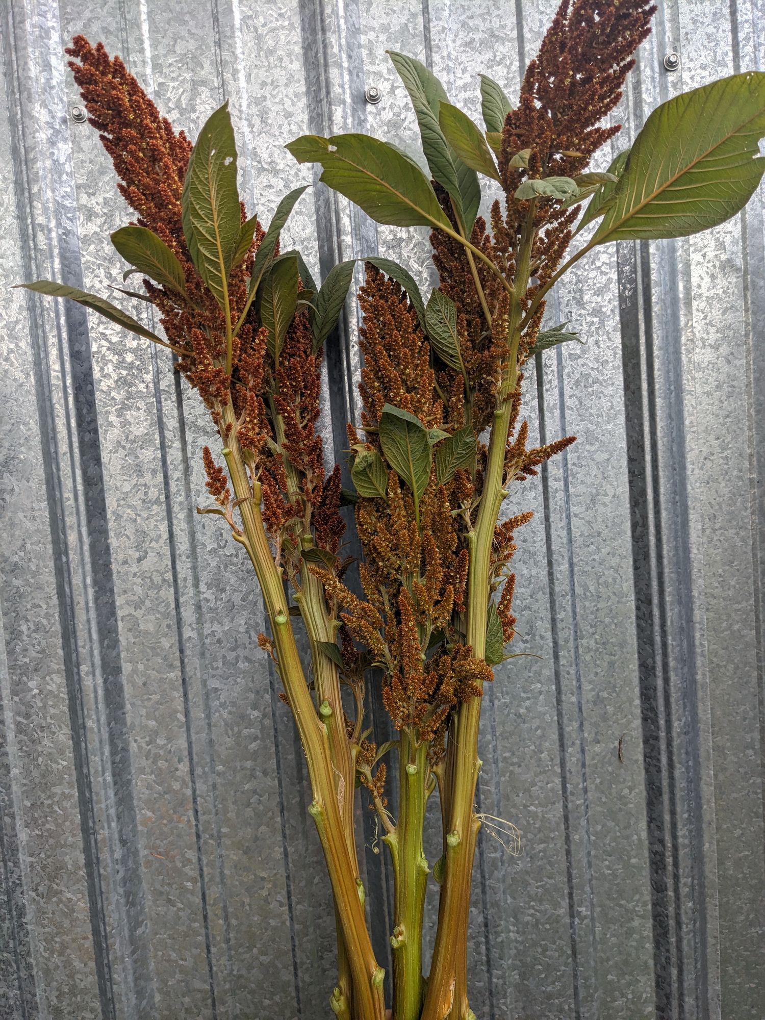AMARANTHUS cruentus Hot Biscuits