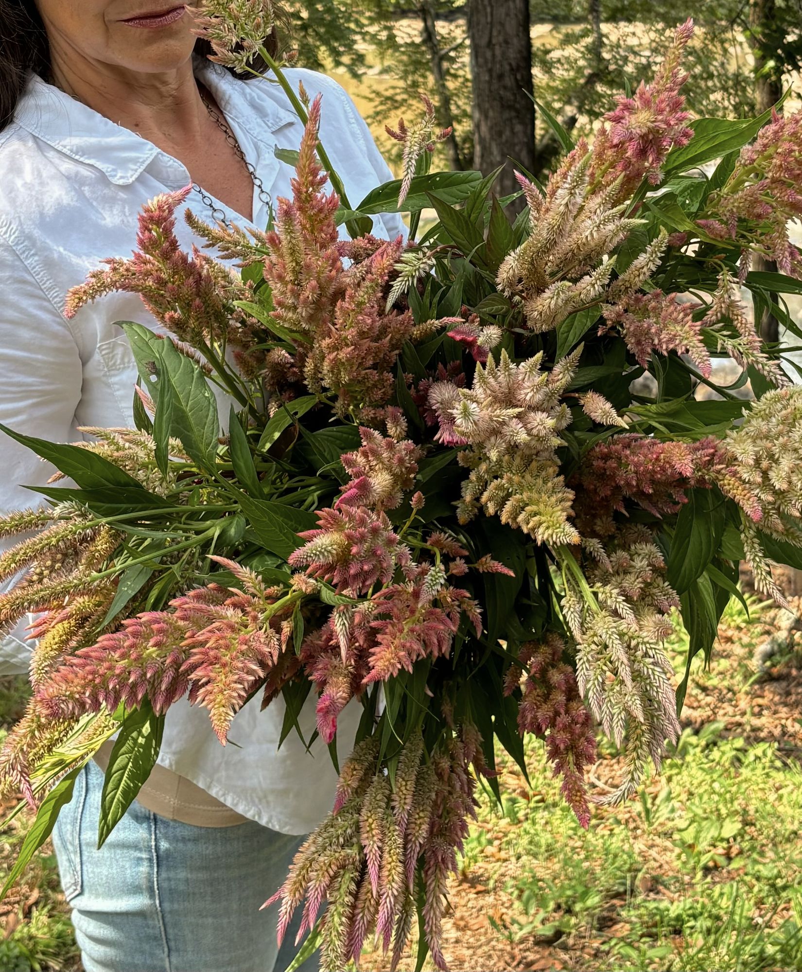 CELOSIA argentea var. plumosa Pampas Plume