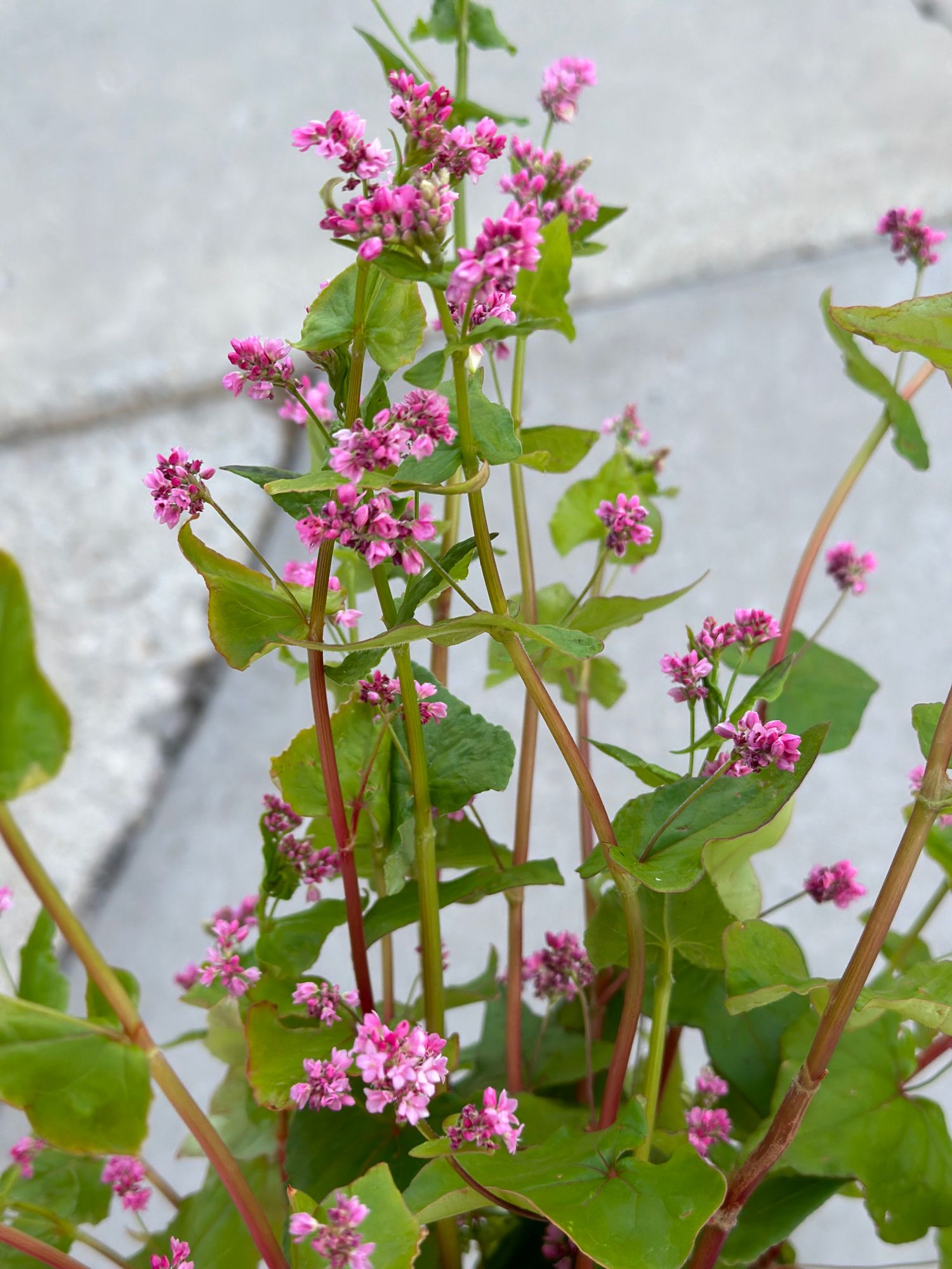 FAGOPYRUM esculentum