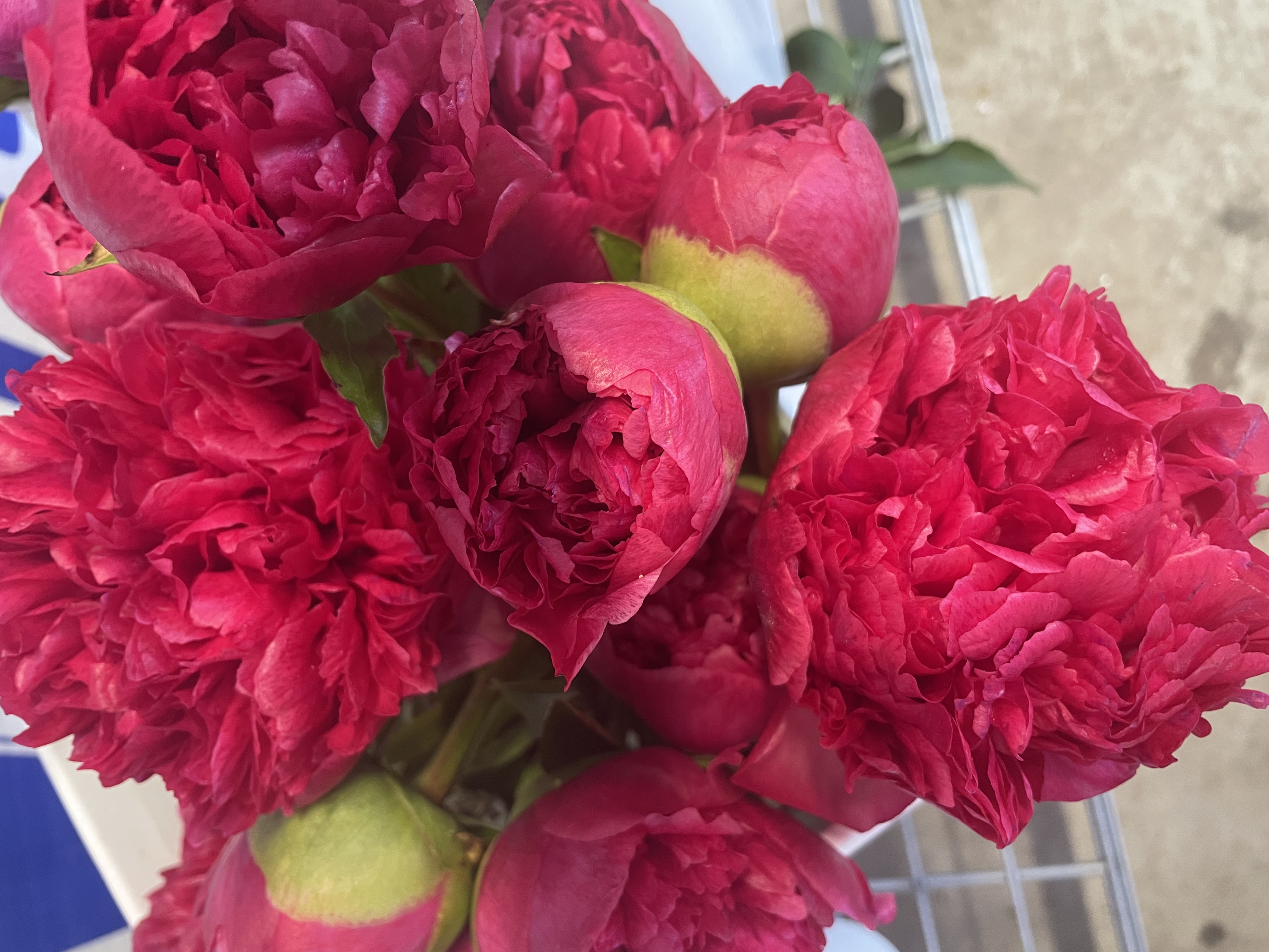 PAEONIA