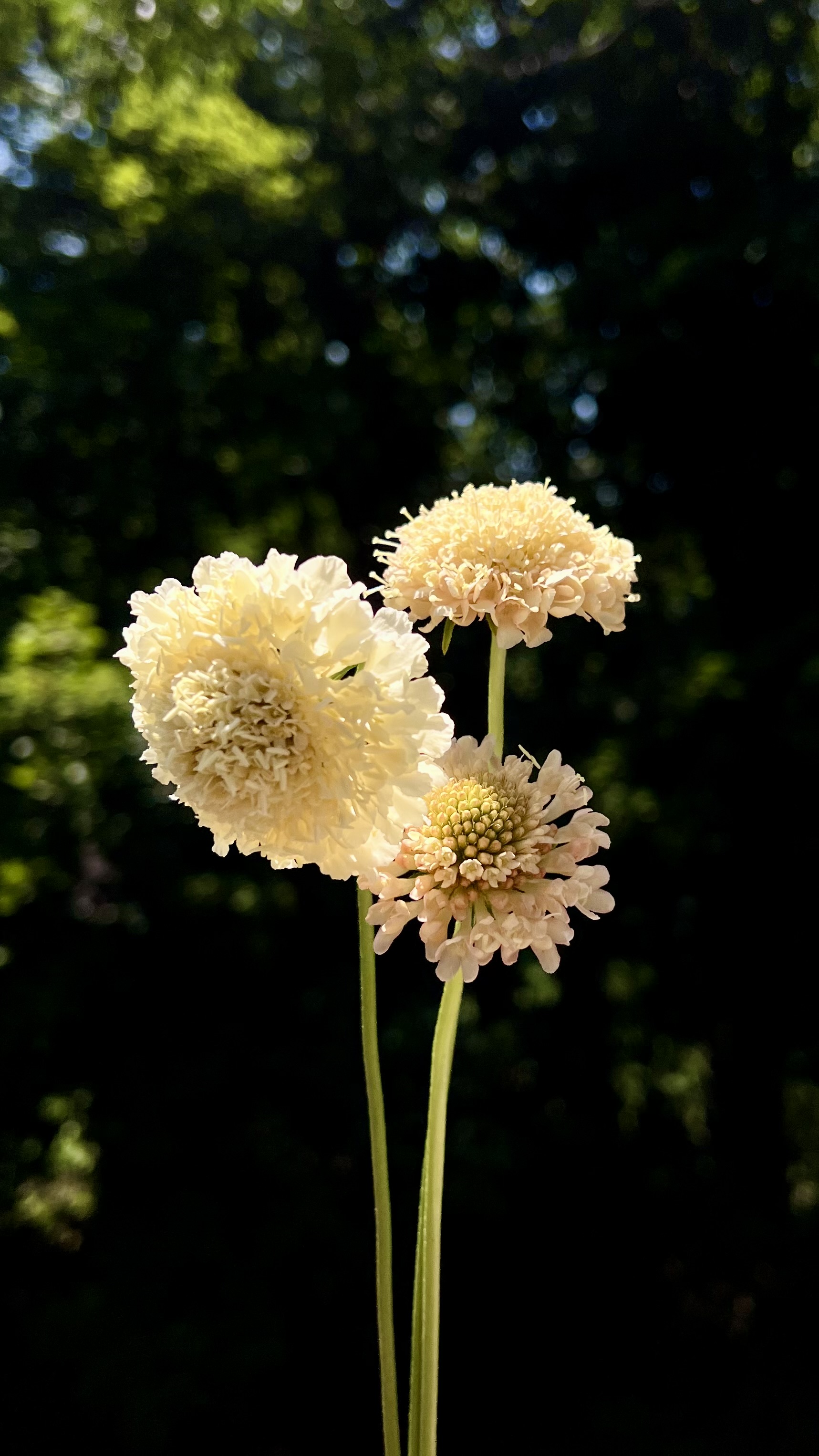 SCABIOSA atropurpurea Fata Morgana