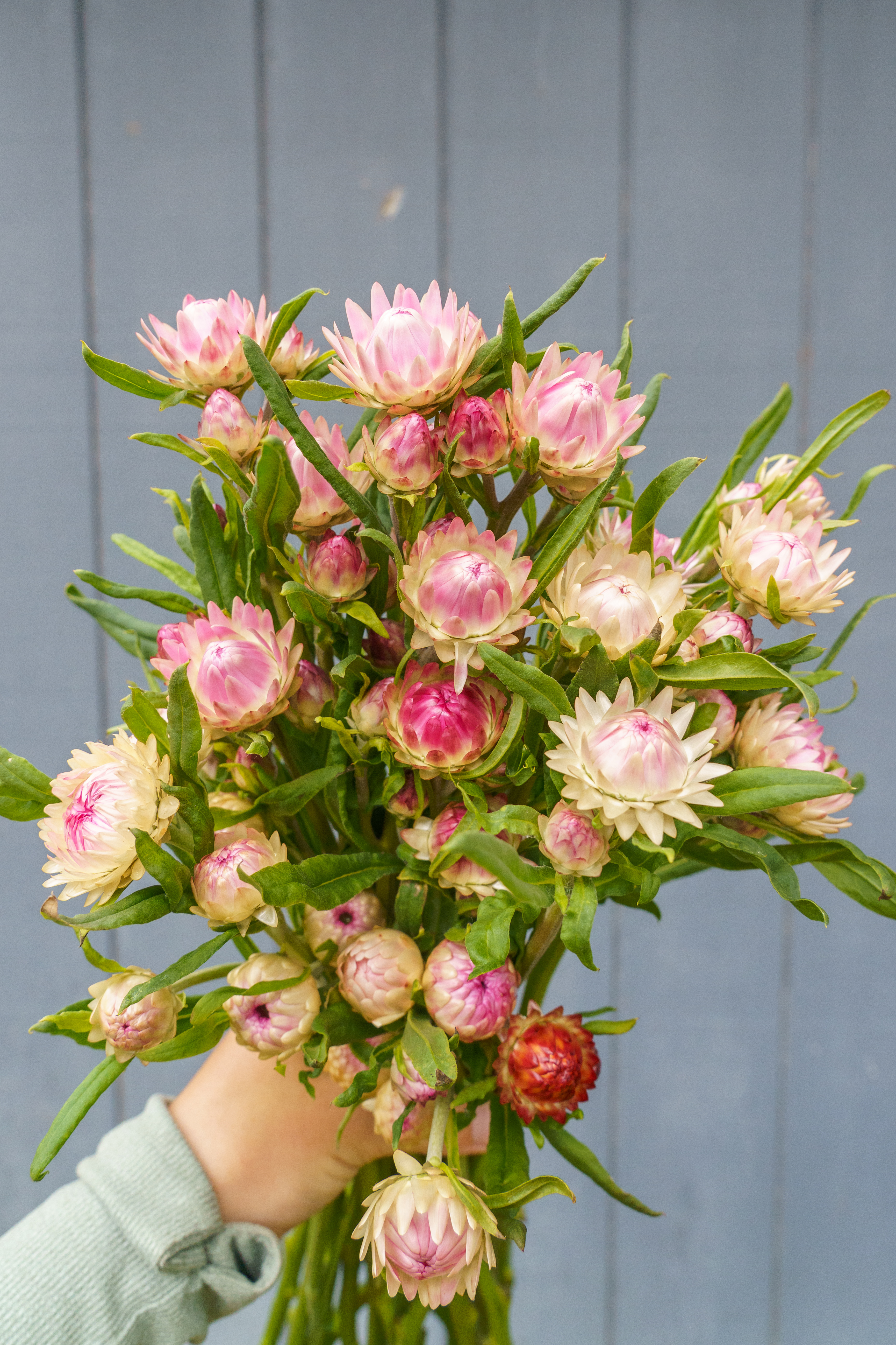 XEROCHRYSUM bracteatum Silvery Rose