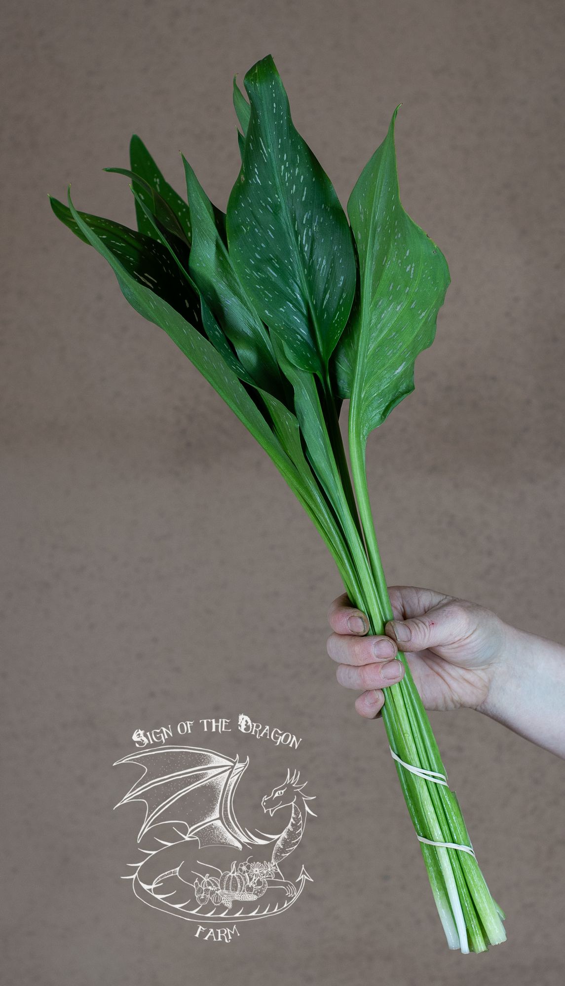 ZANTEDESCHIA x