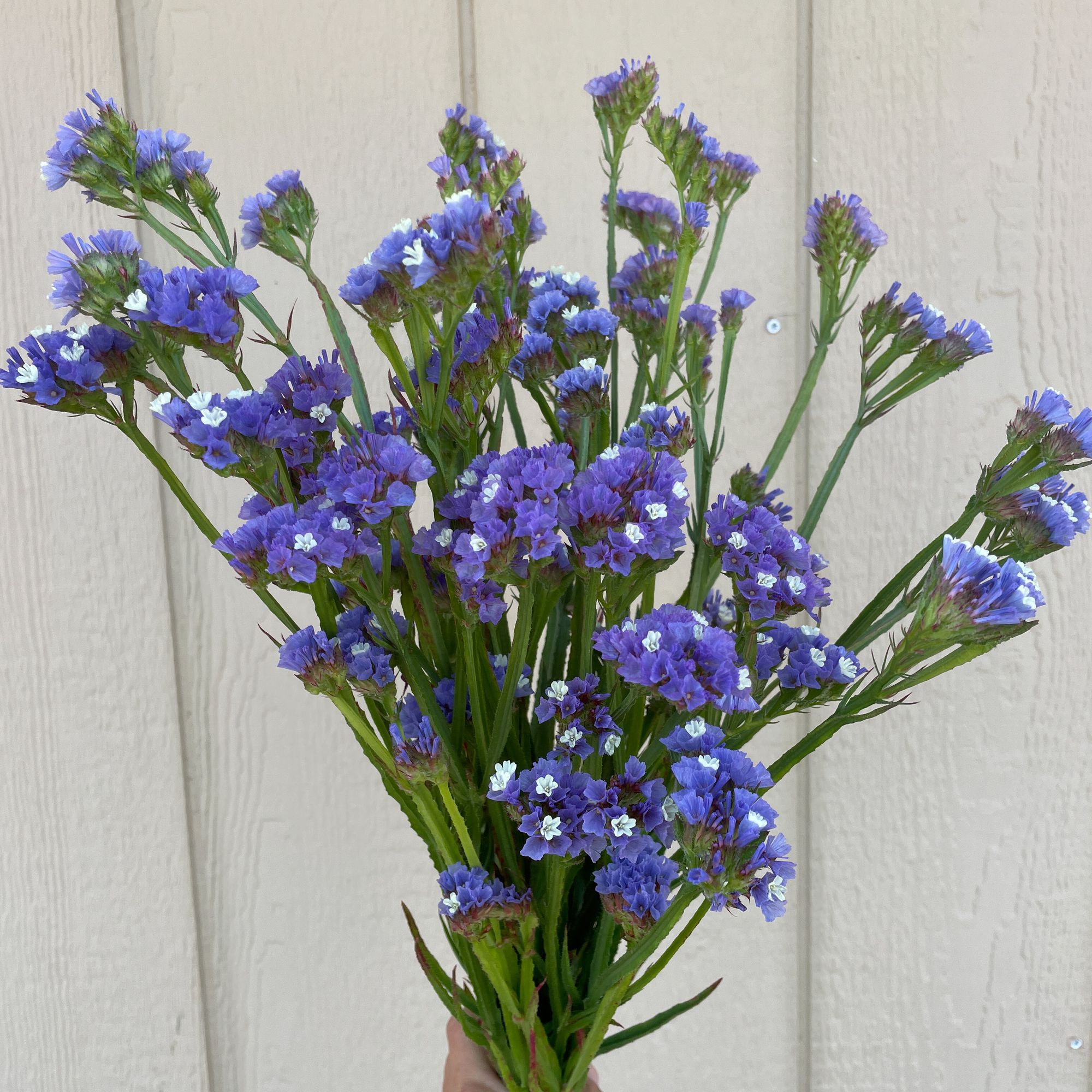LIMONIUM sinuatum QIS