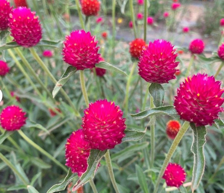 GOMPHRENA haageana QIS Carmine