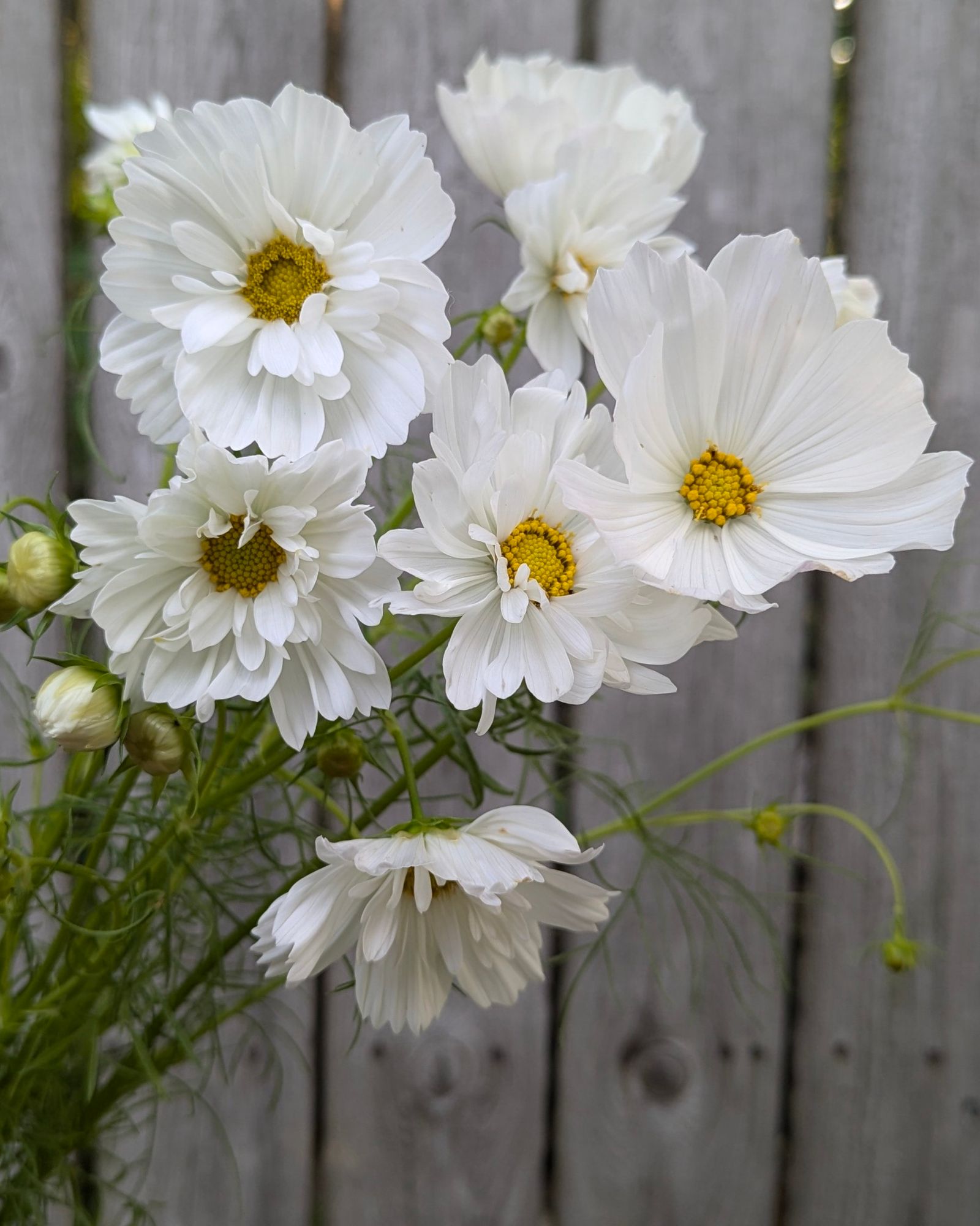 COSMOS bipinnatus Afternoon White