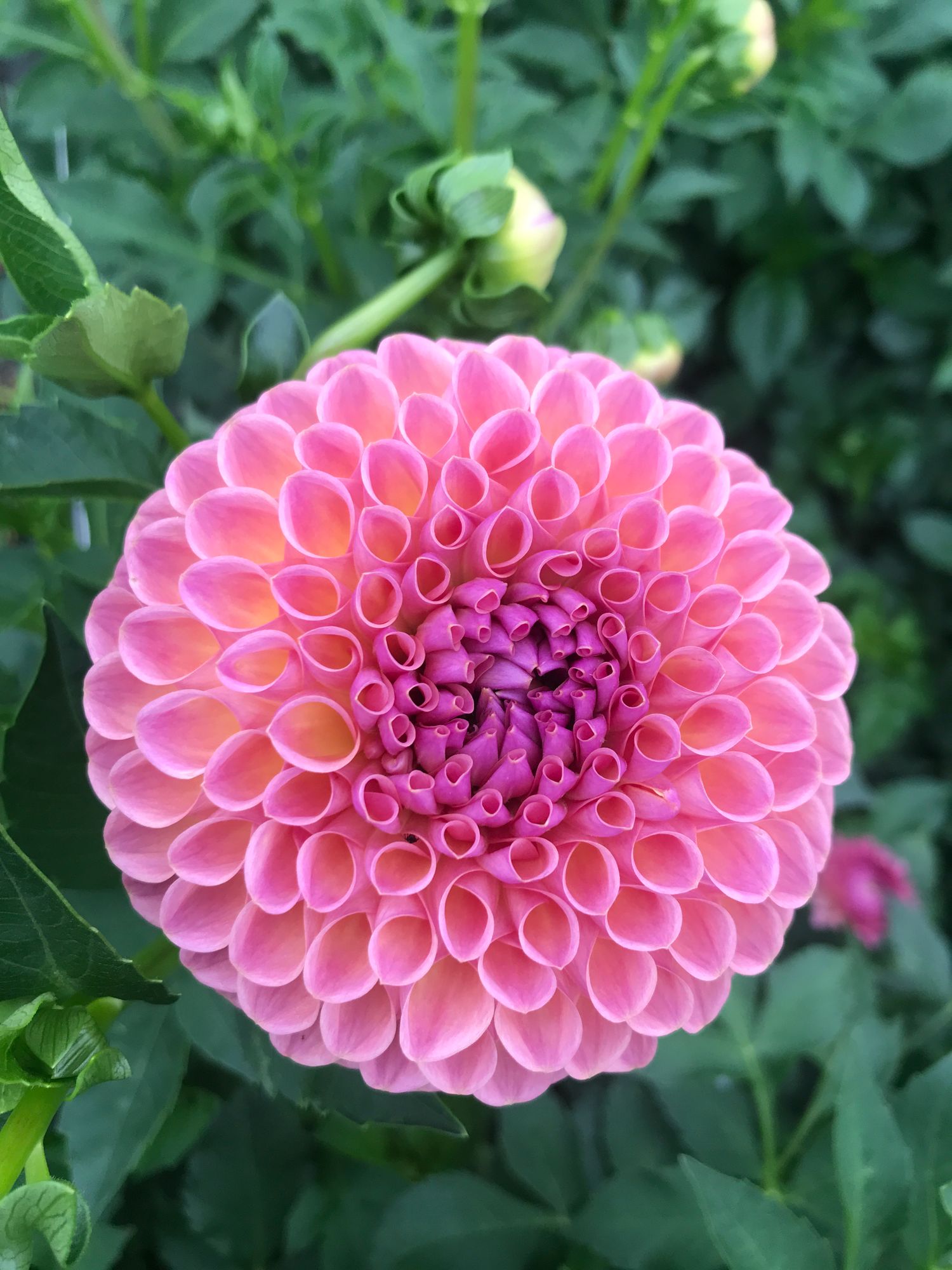 DAHLIA Jowey Winnie