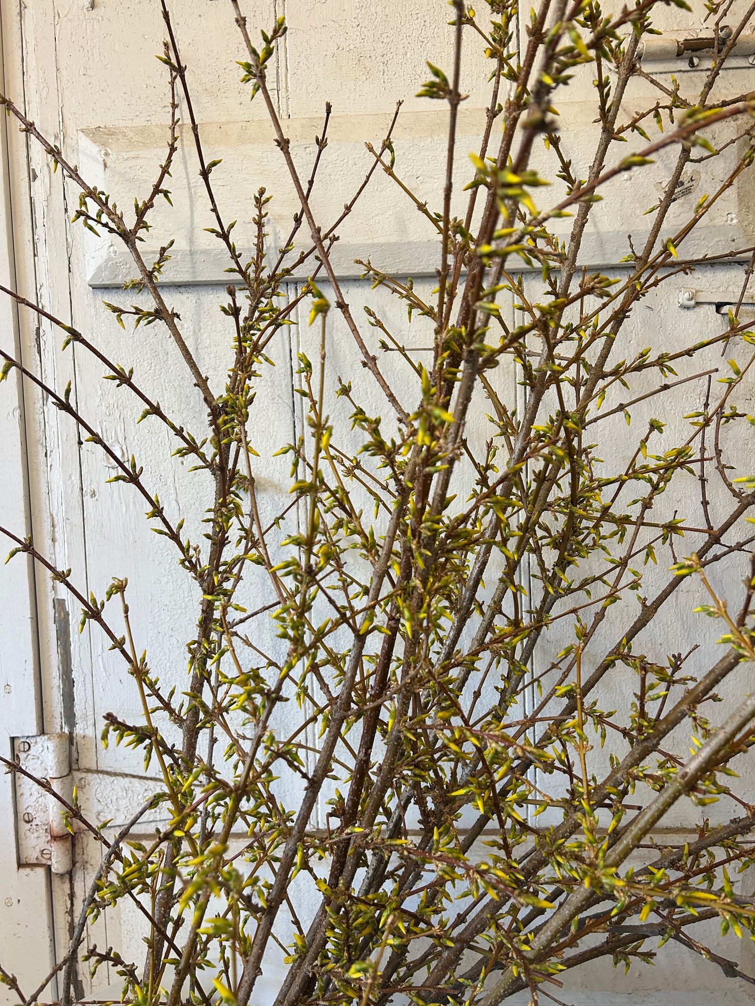 FORSYTHIA