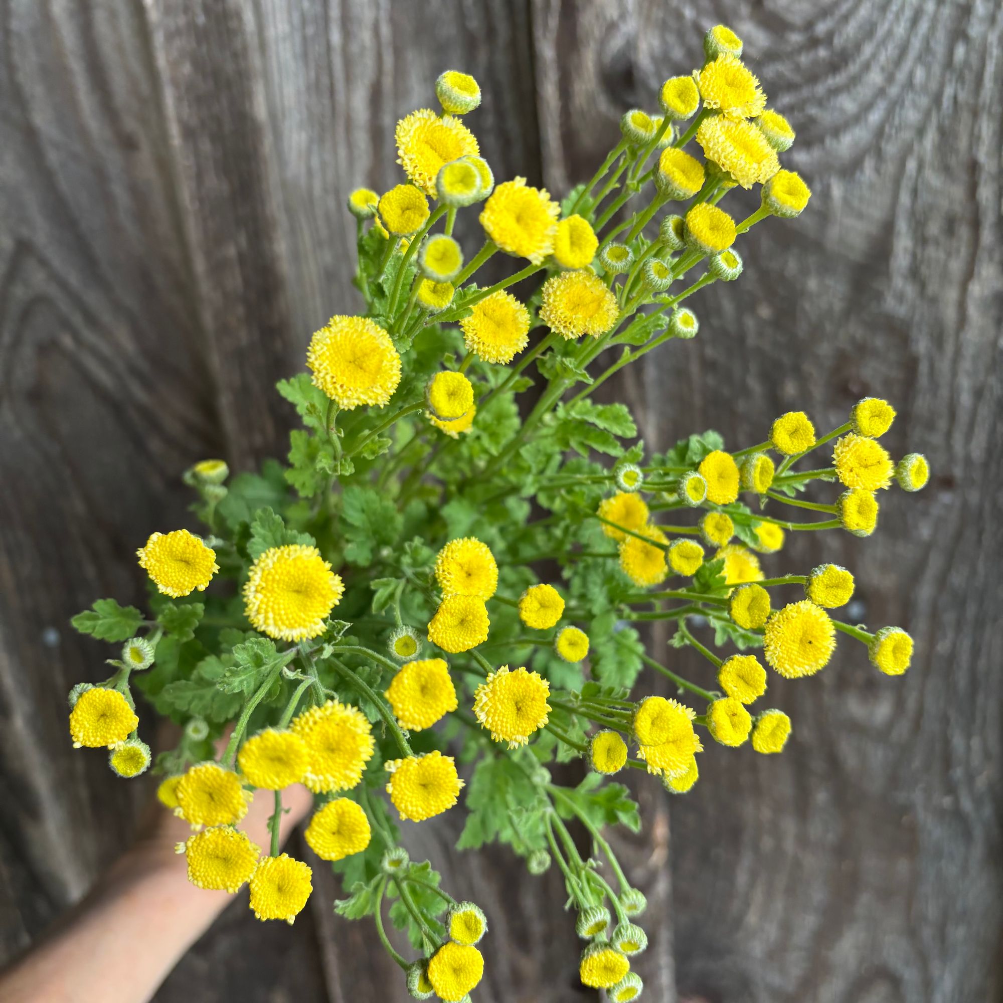 TANACETUM parthenium Vegmo Sunny Ball