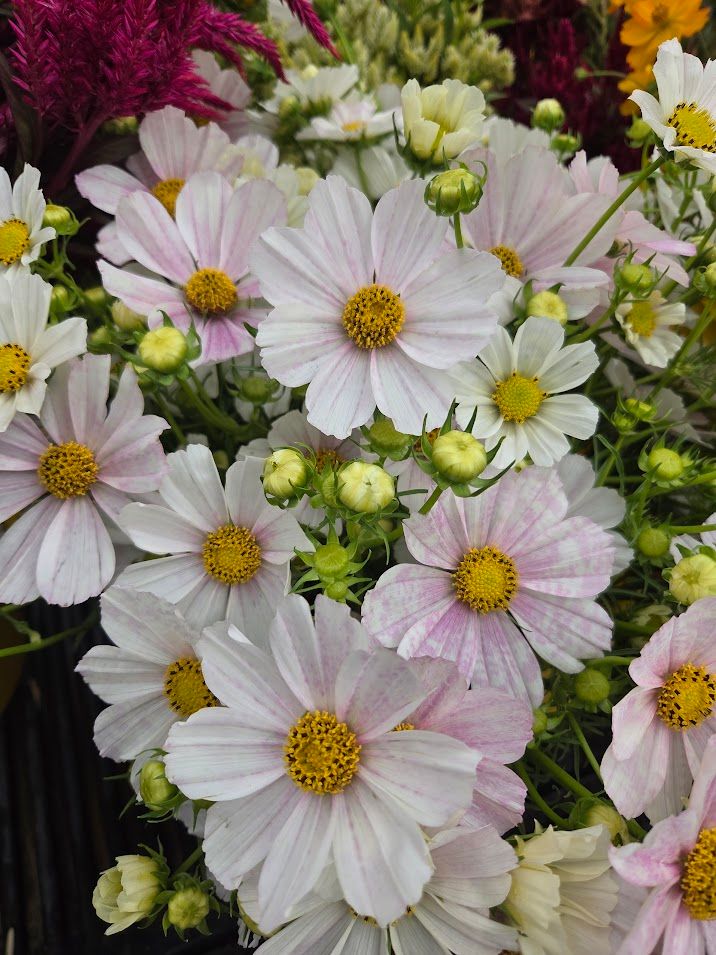 COSMOS bipinnatus Versailles Flush