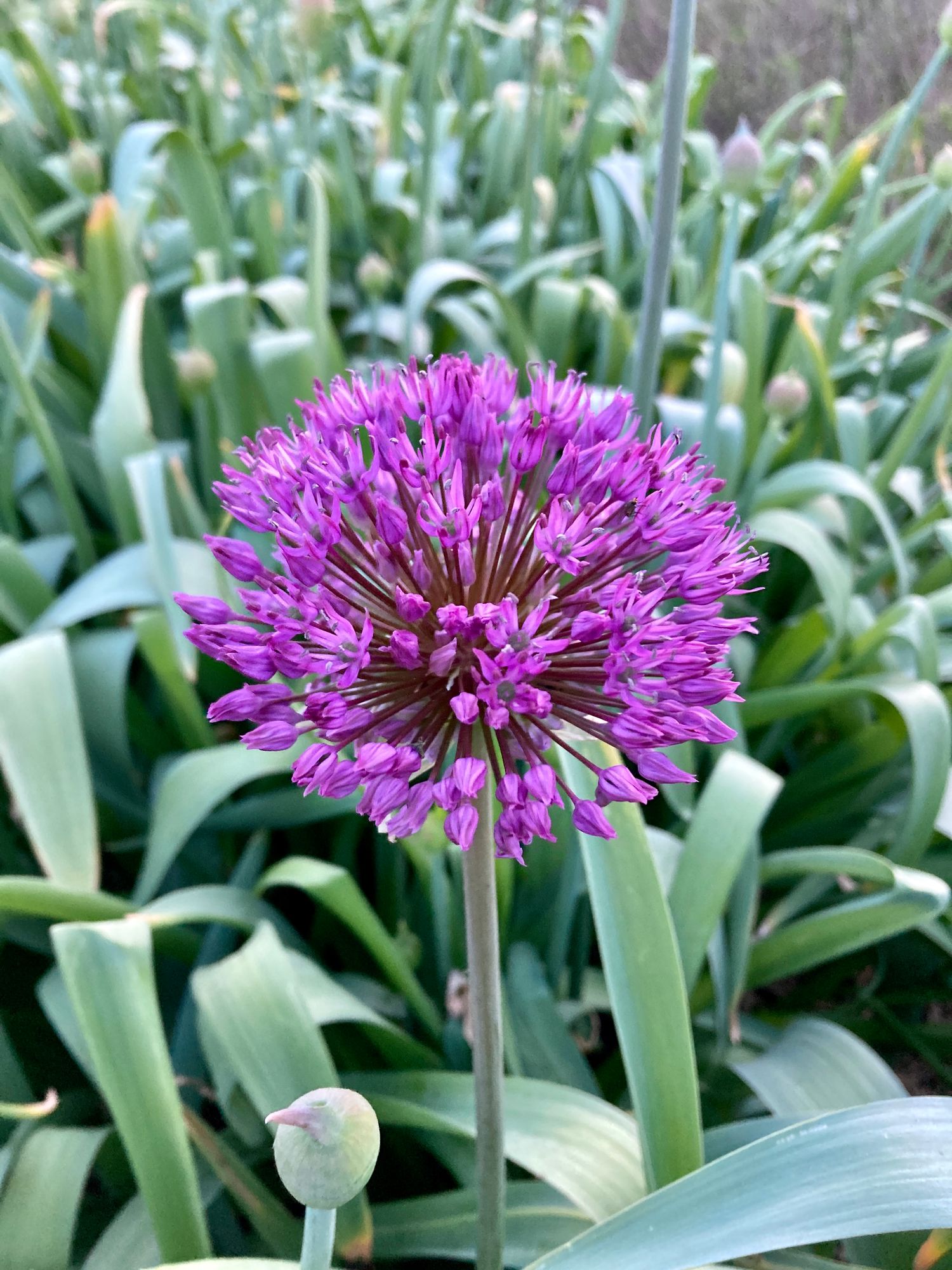 ALLIUM aflatunense