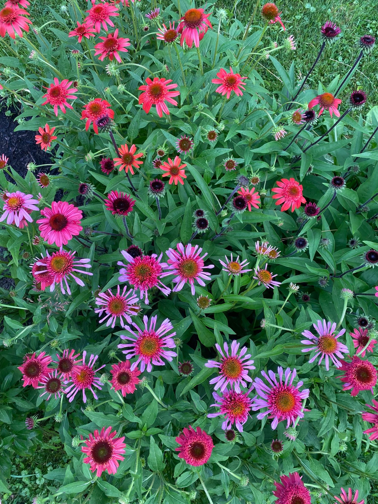 ECHINACEA angustifolia