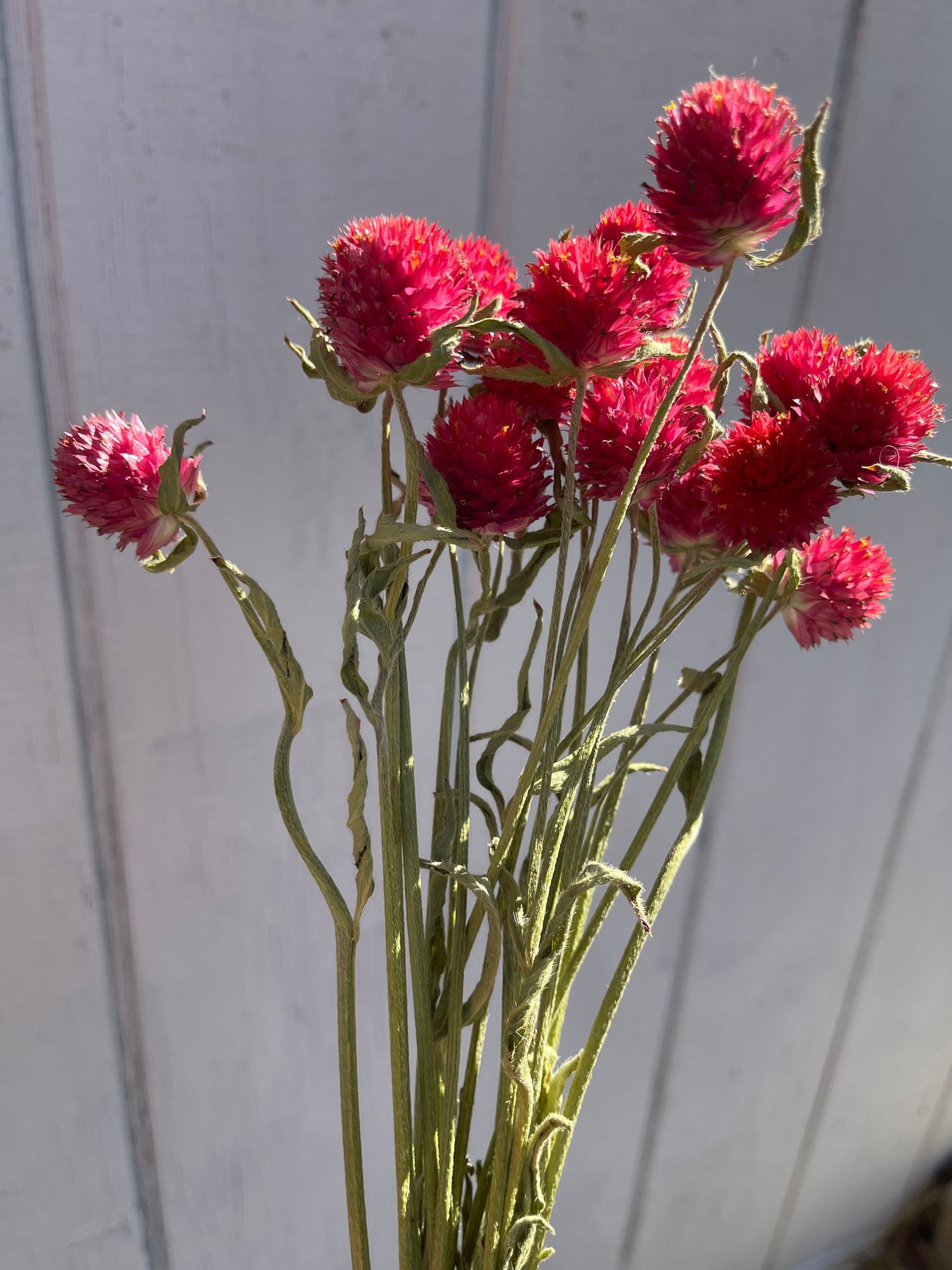 GOMPHRENA haageana QIS