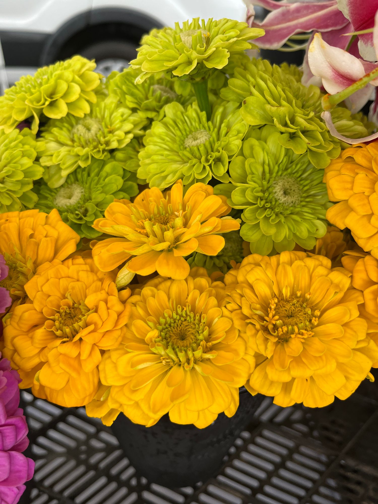 ZINNIA elegans Benarys Giant