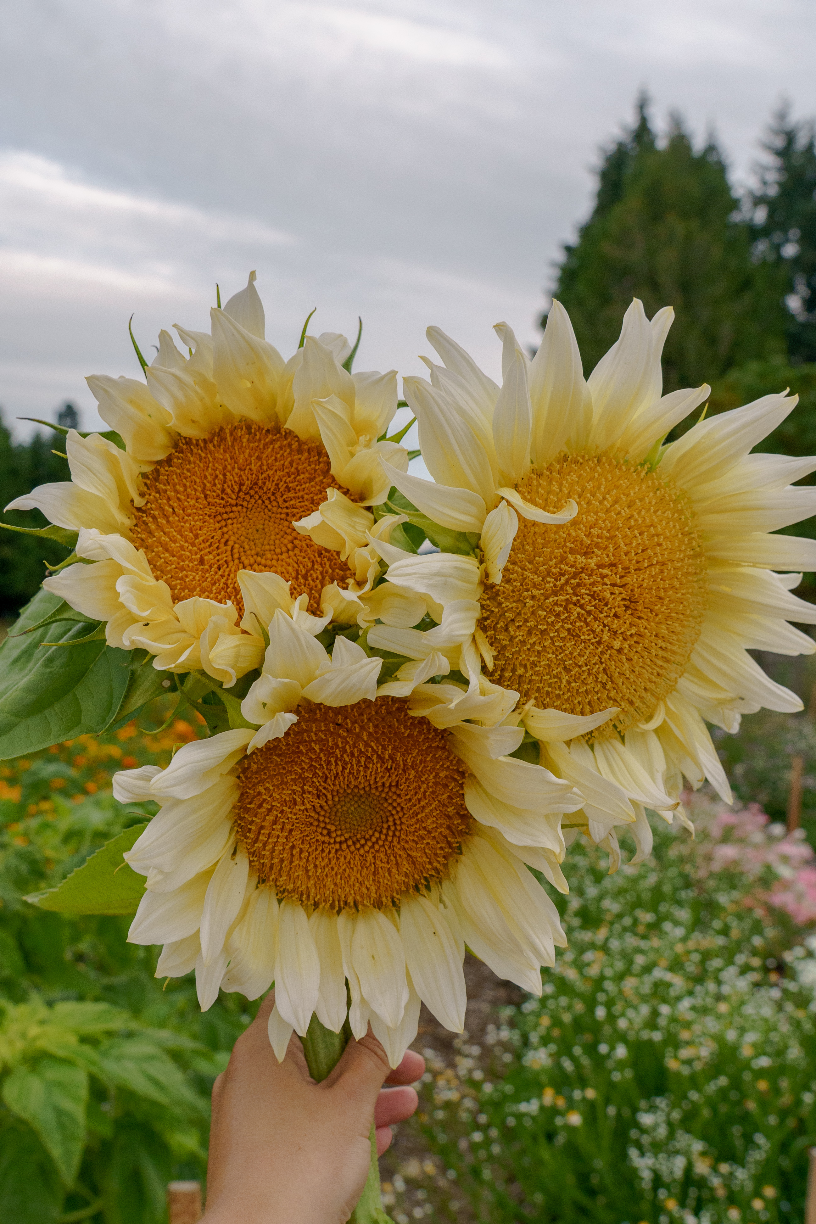 HELIANTHUS annuus ProCut White Lite