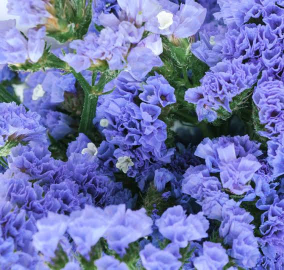 LIMONIUM sinuatum QIS