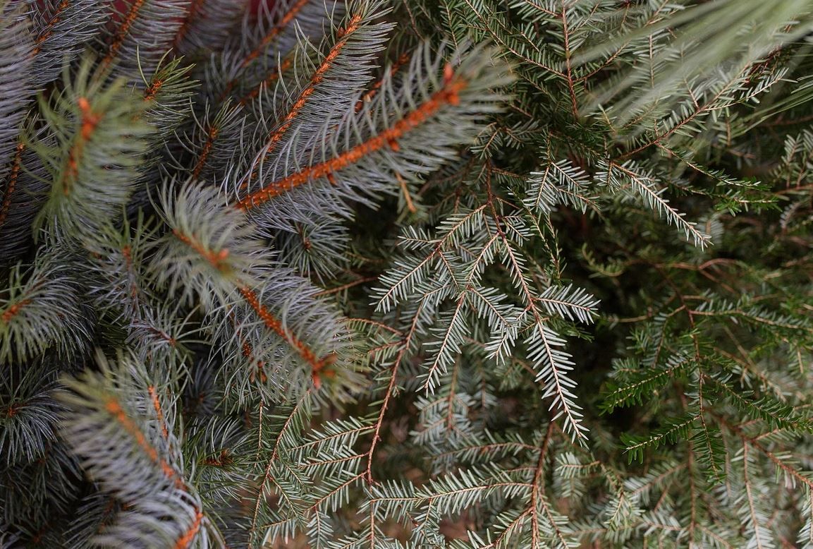 (50-stem bundle) NYS Signature Evergreen Mix