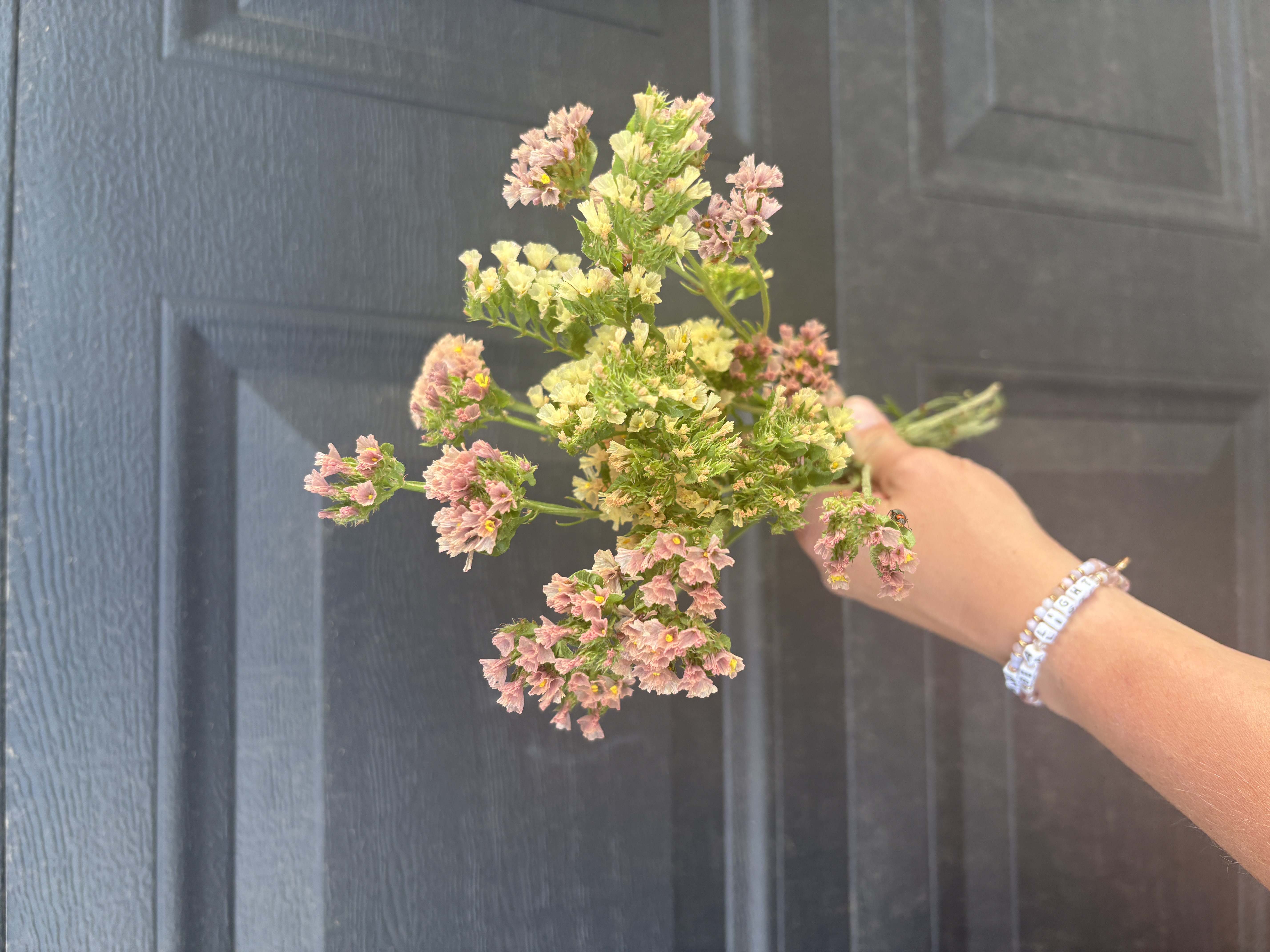 LIMONIUM sinuatum Hipster Apricot