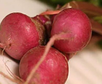 Root Vegetables: Turnip, Scarlet