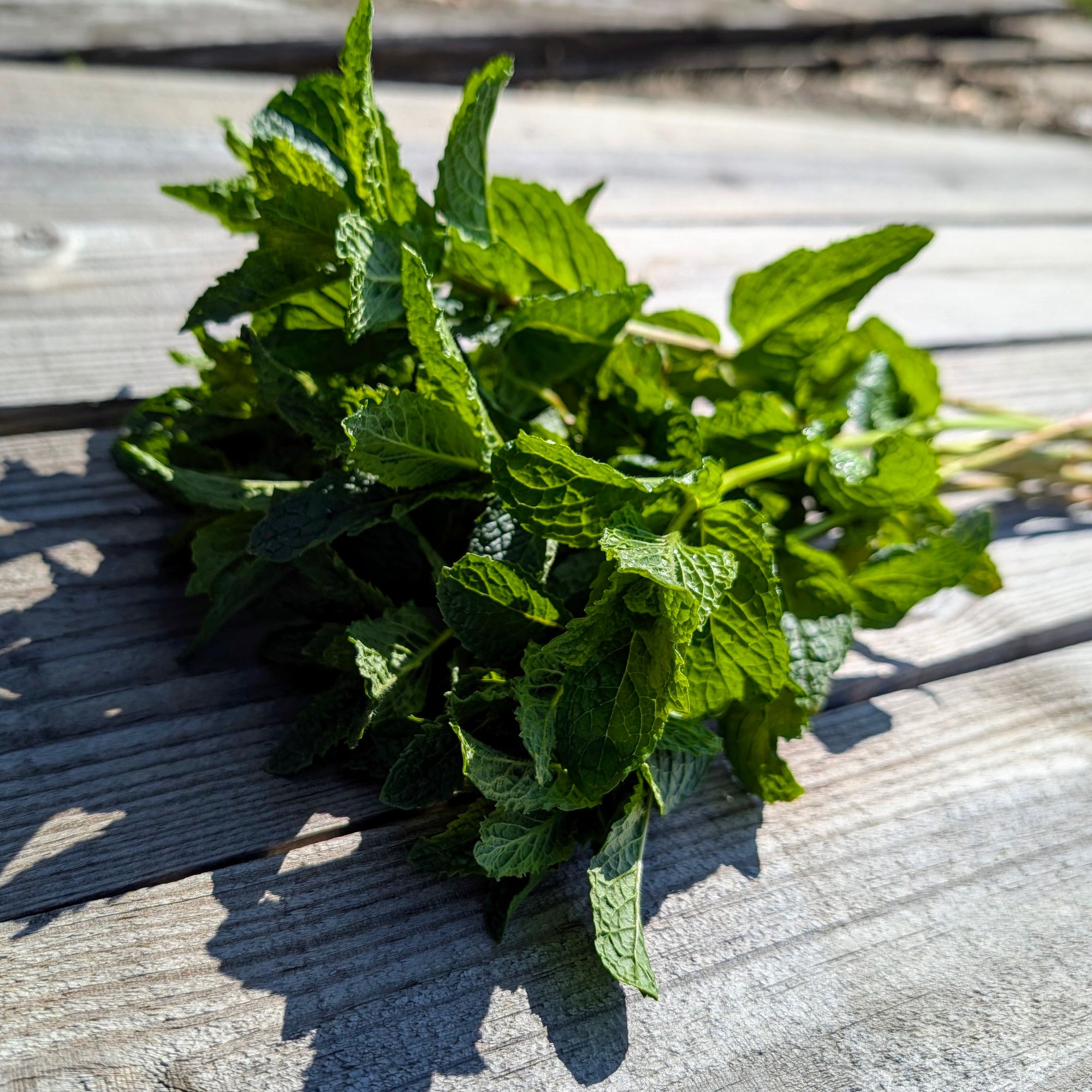 MENTHA x villosa