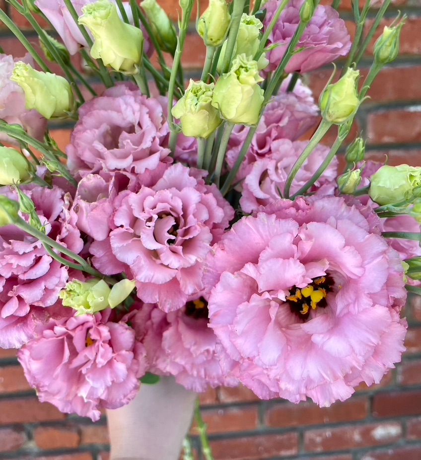 EUSTOMA grandiflorum
