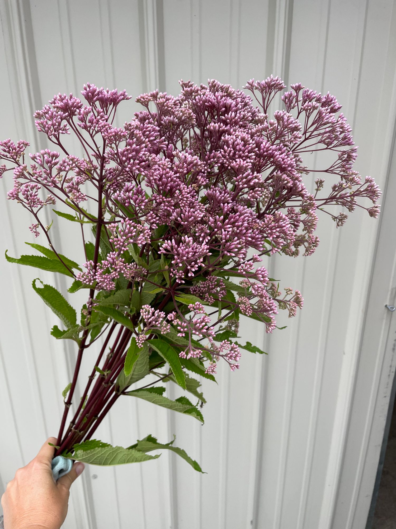 EUTROCHIUM dubium Little Joe
