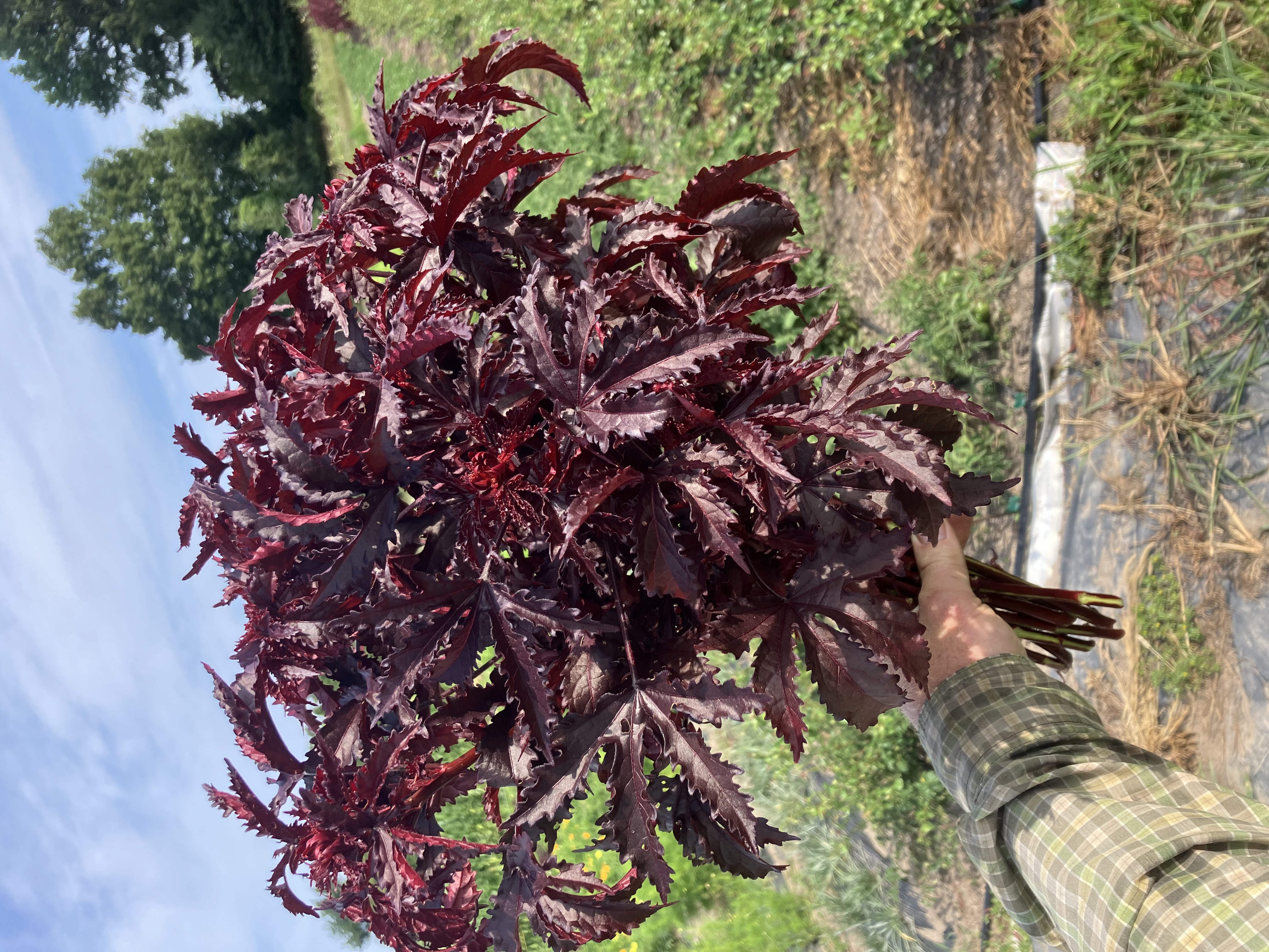 HIBISCUS acetosella