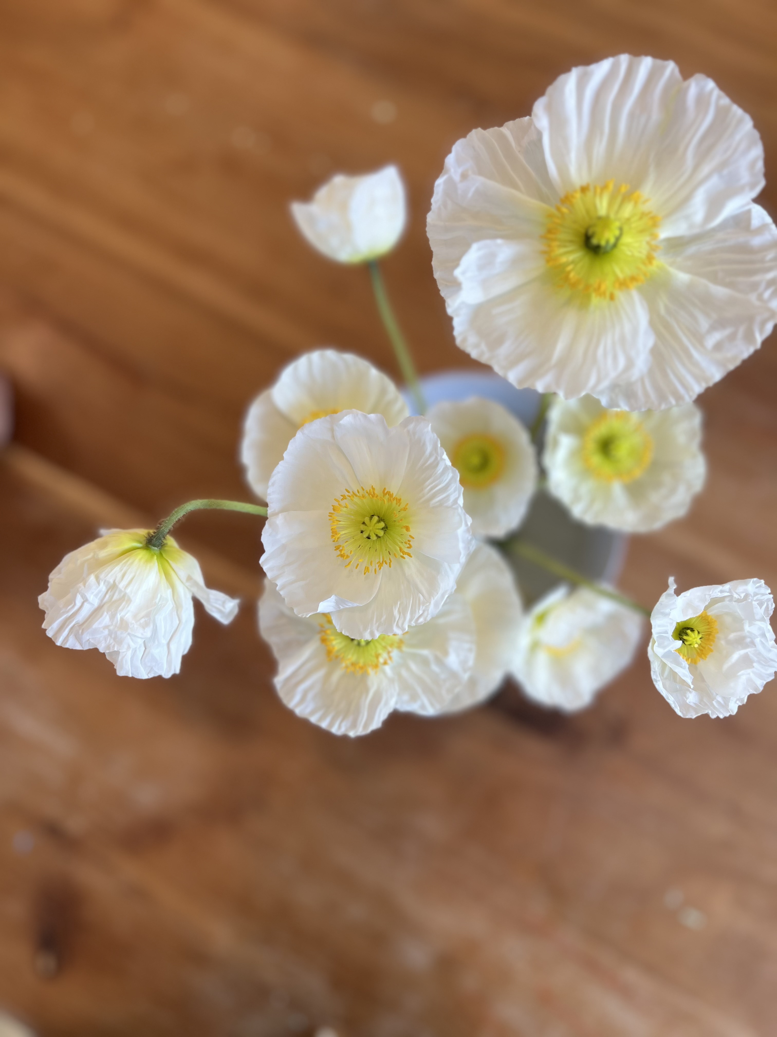 PAPAVER nudicaule Champagne Bubbles