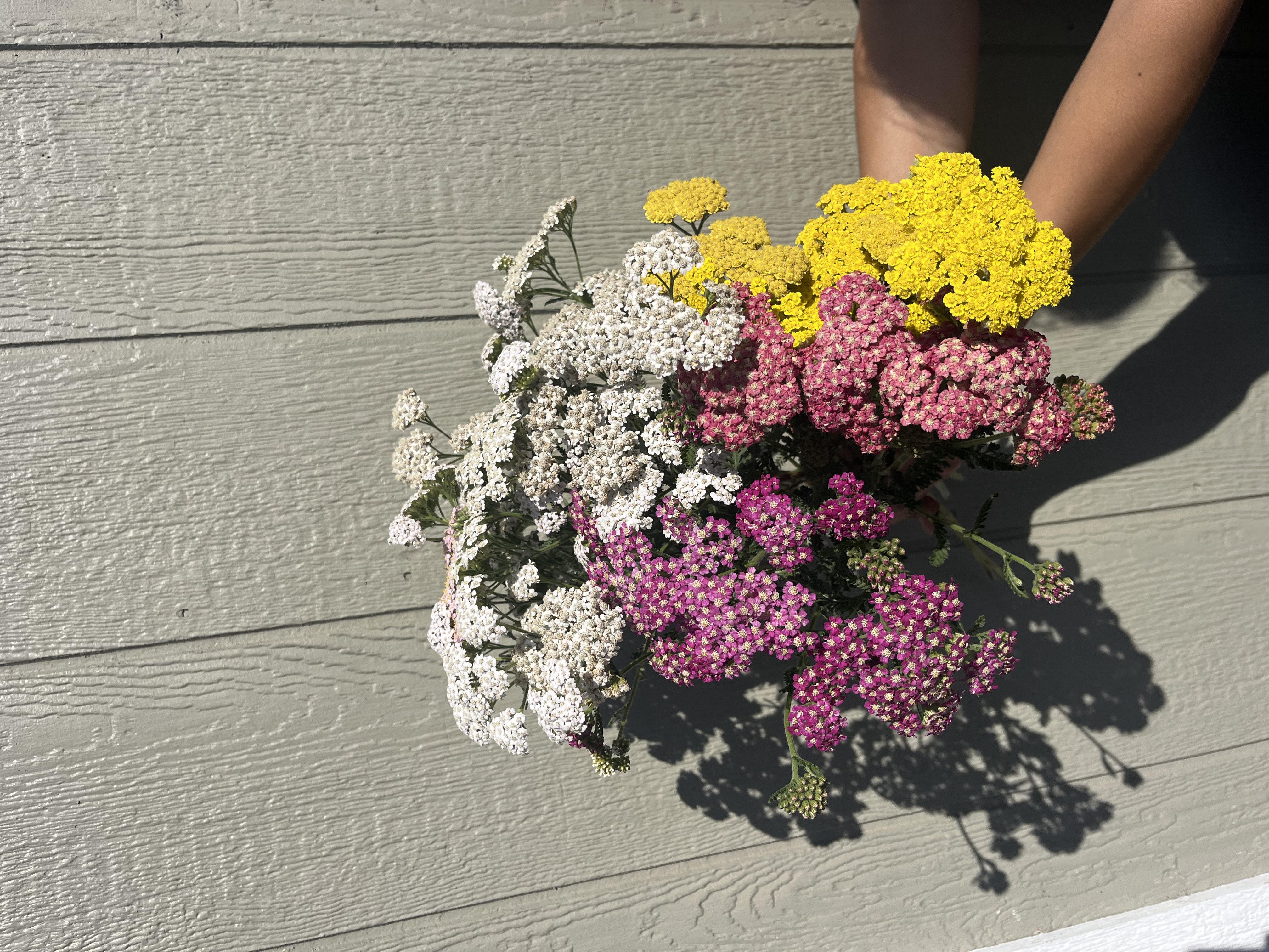 ACHILLEA millefolium