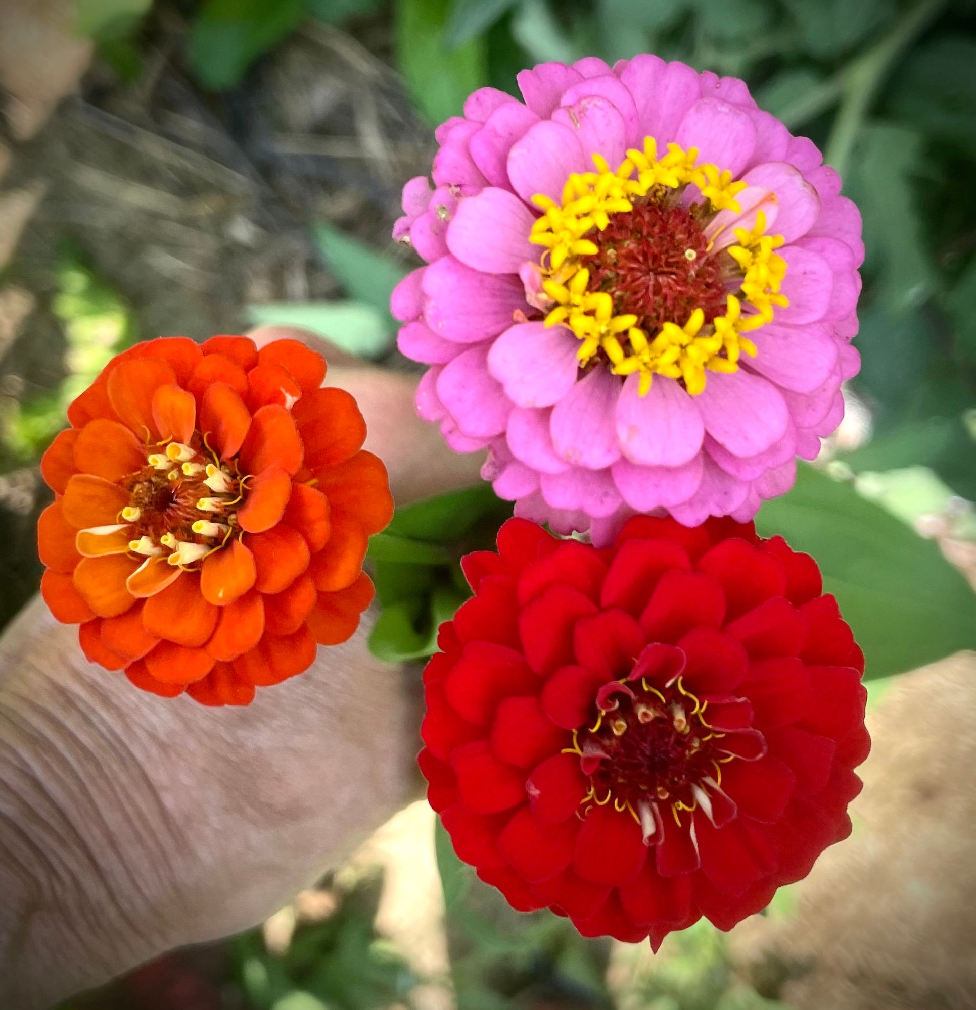 ZINNIA elegans Lilliput