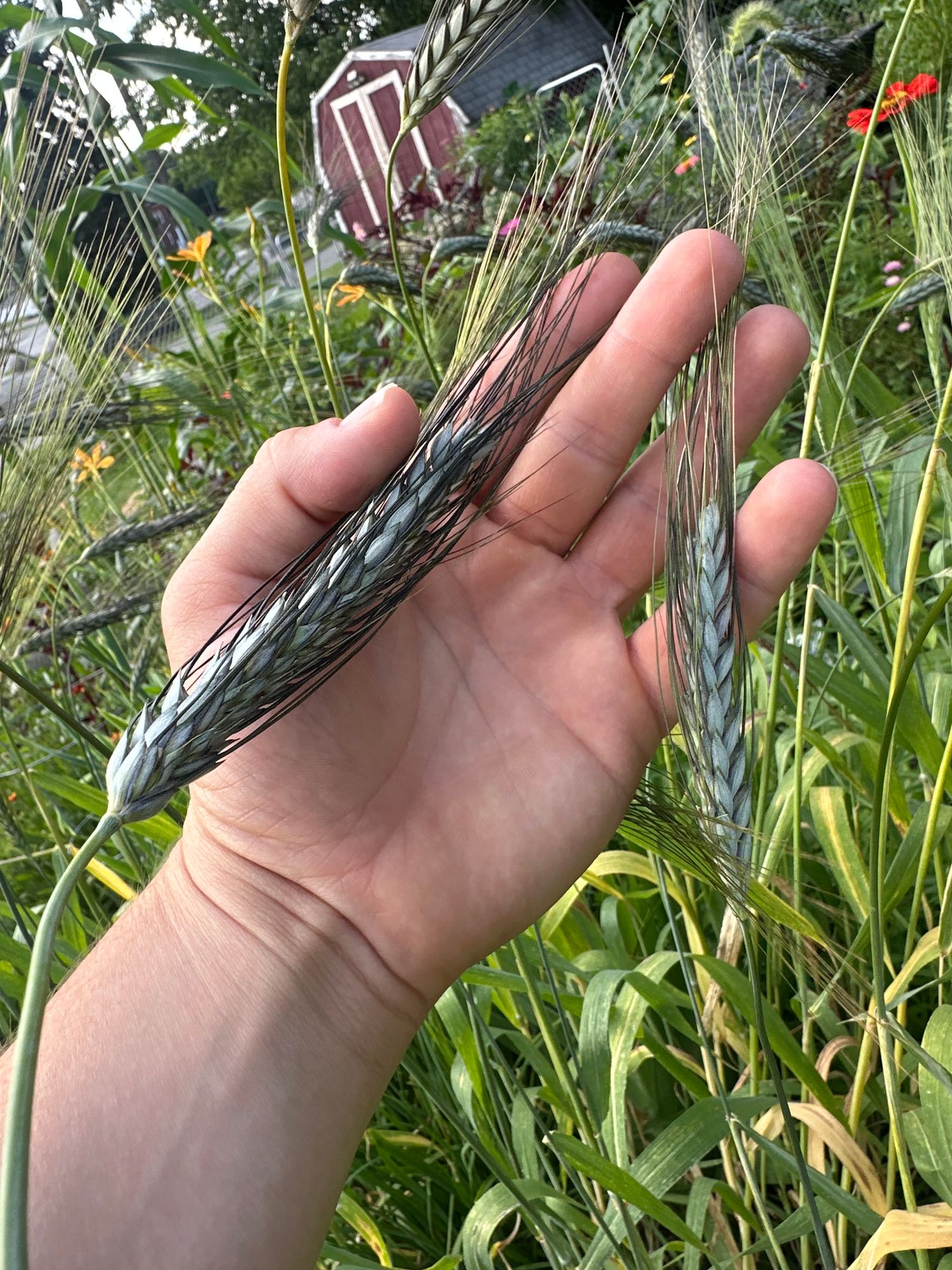 TRITICUM durum Utrecht Blue