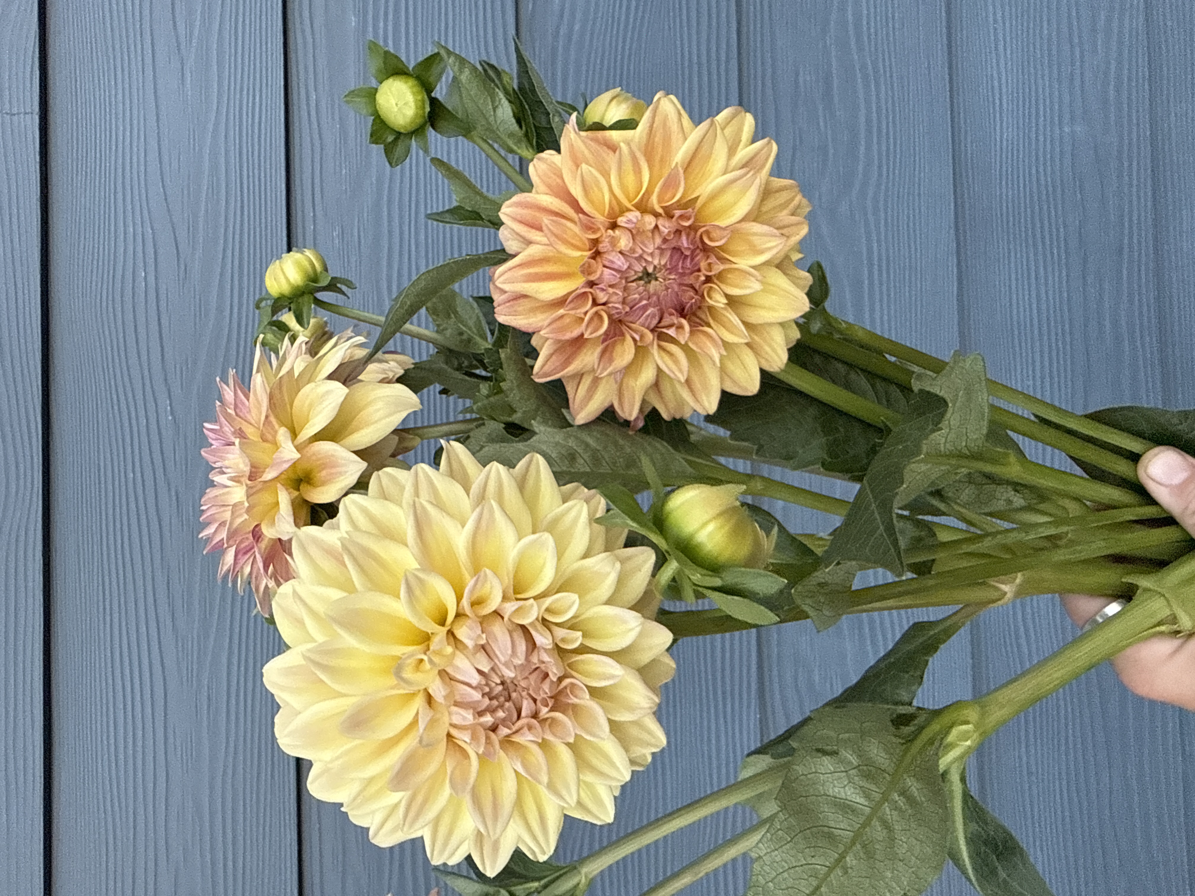 DAHLIA Miss Amara