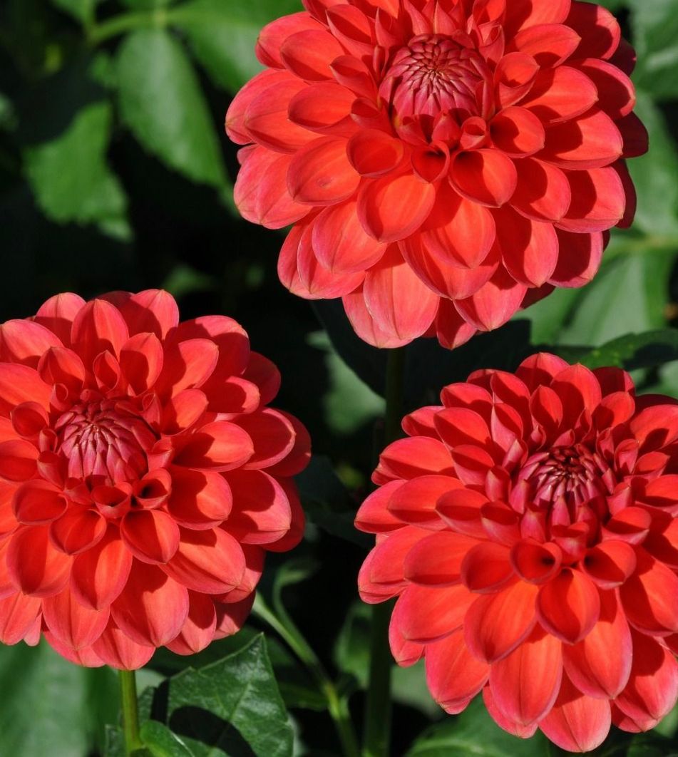 DAHLIA