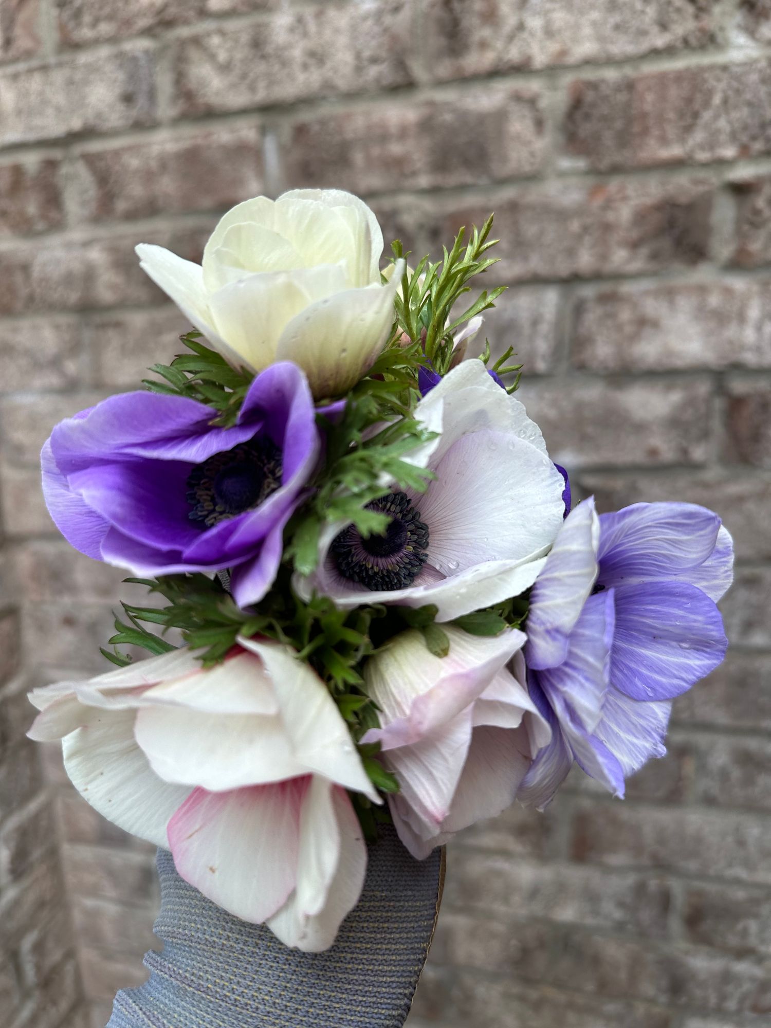 ANEMONE coronaria Galilee Pastel