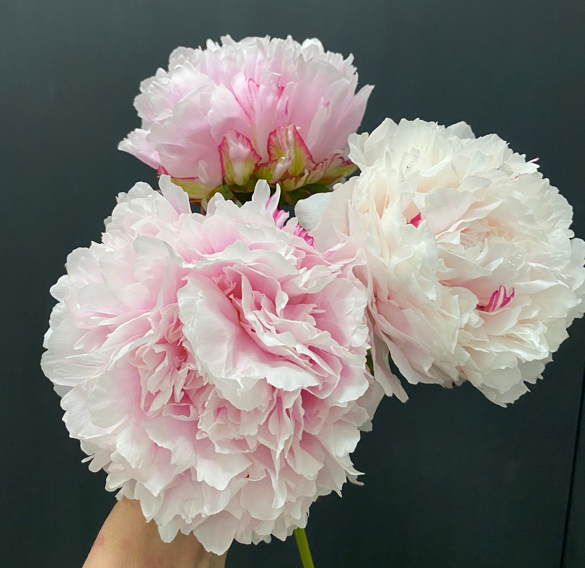 PAEONIA lactiflora Sarah Bernhardt