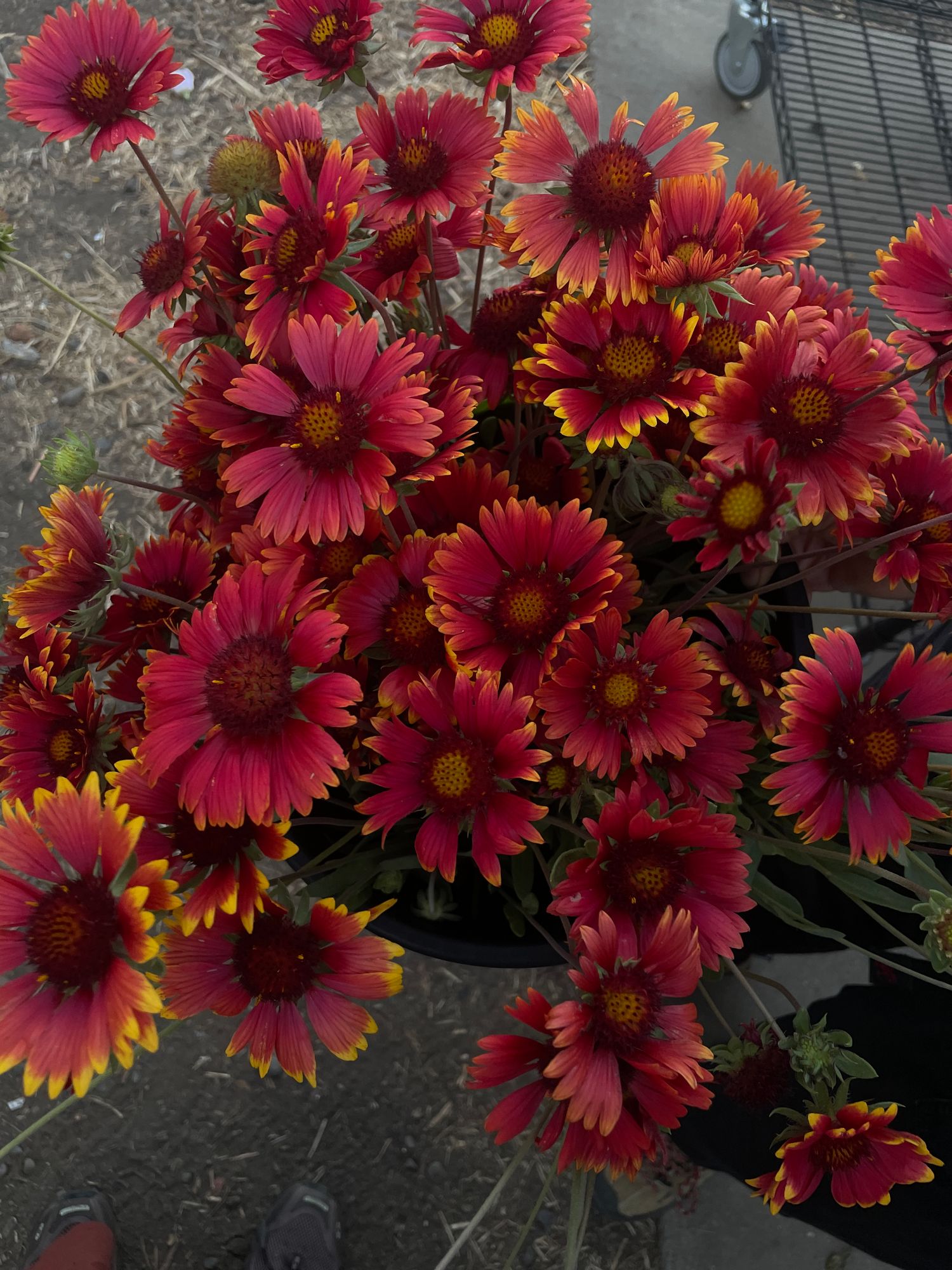 GAILLARDIA aristata Burgundy