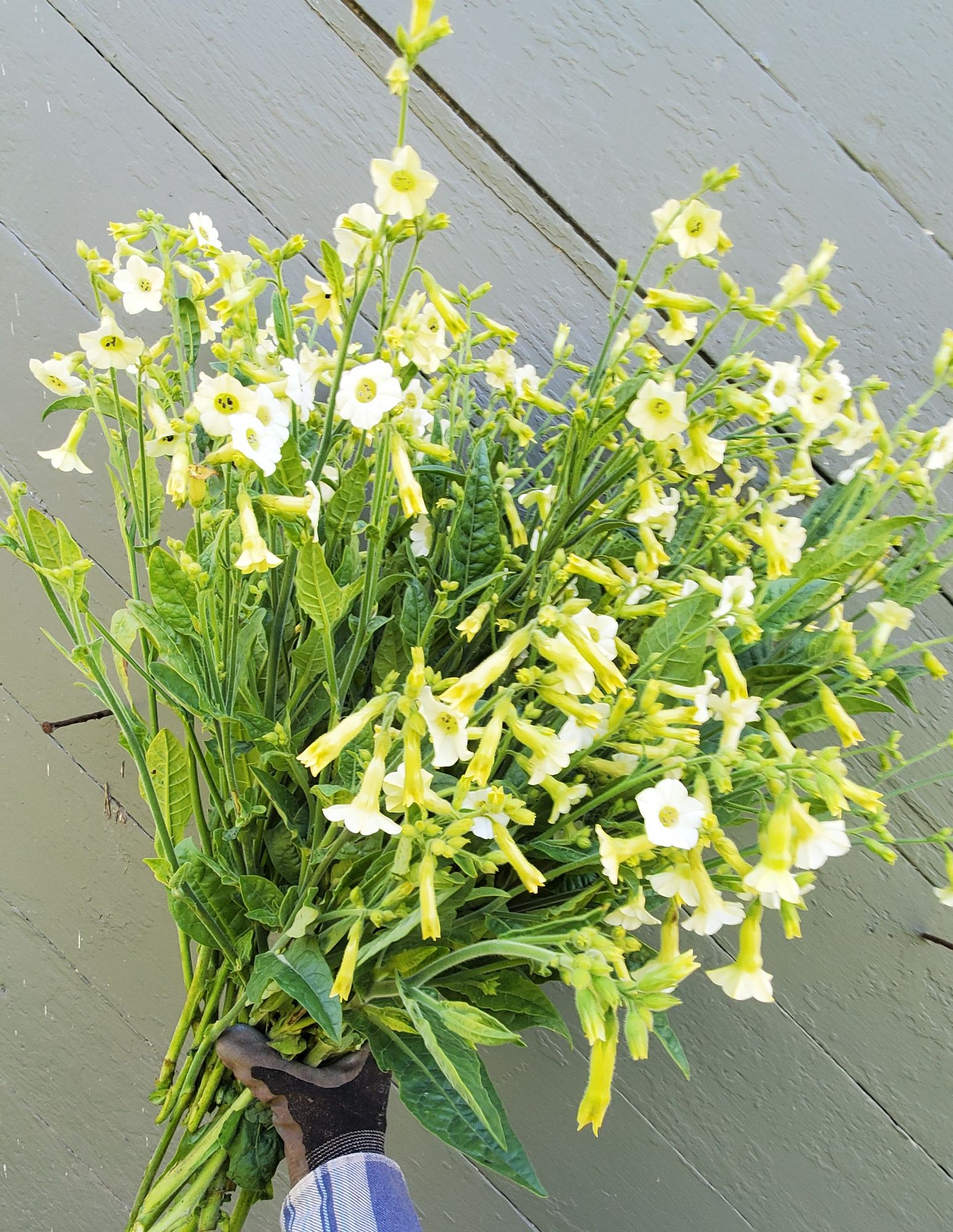 NICOTIANA x hybrida Starlight Dancer