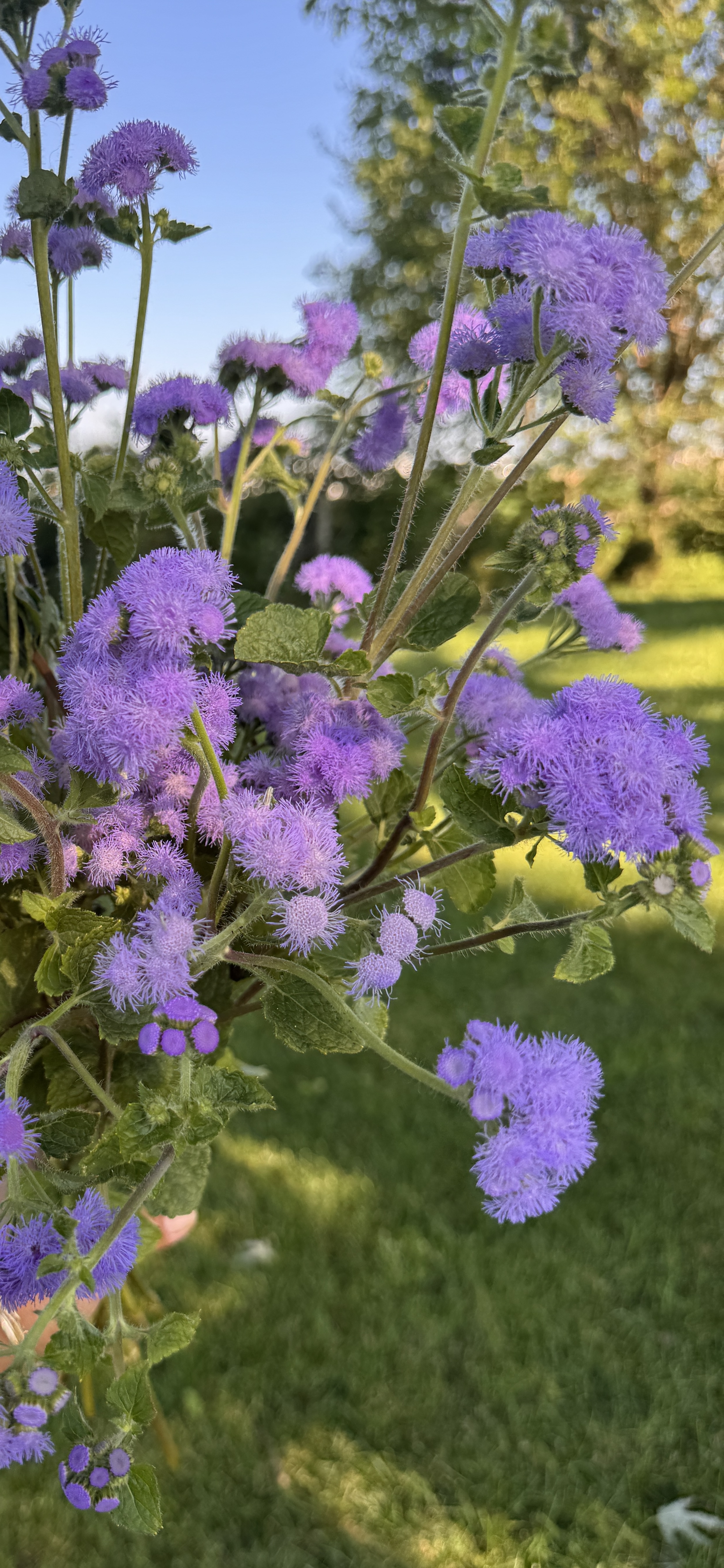 AGERATUM houstonianum Blue Horizon
