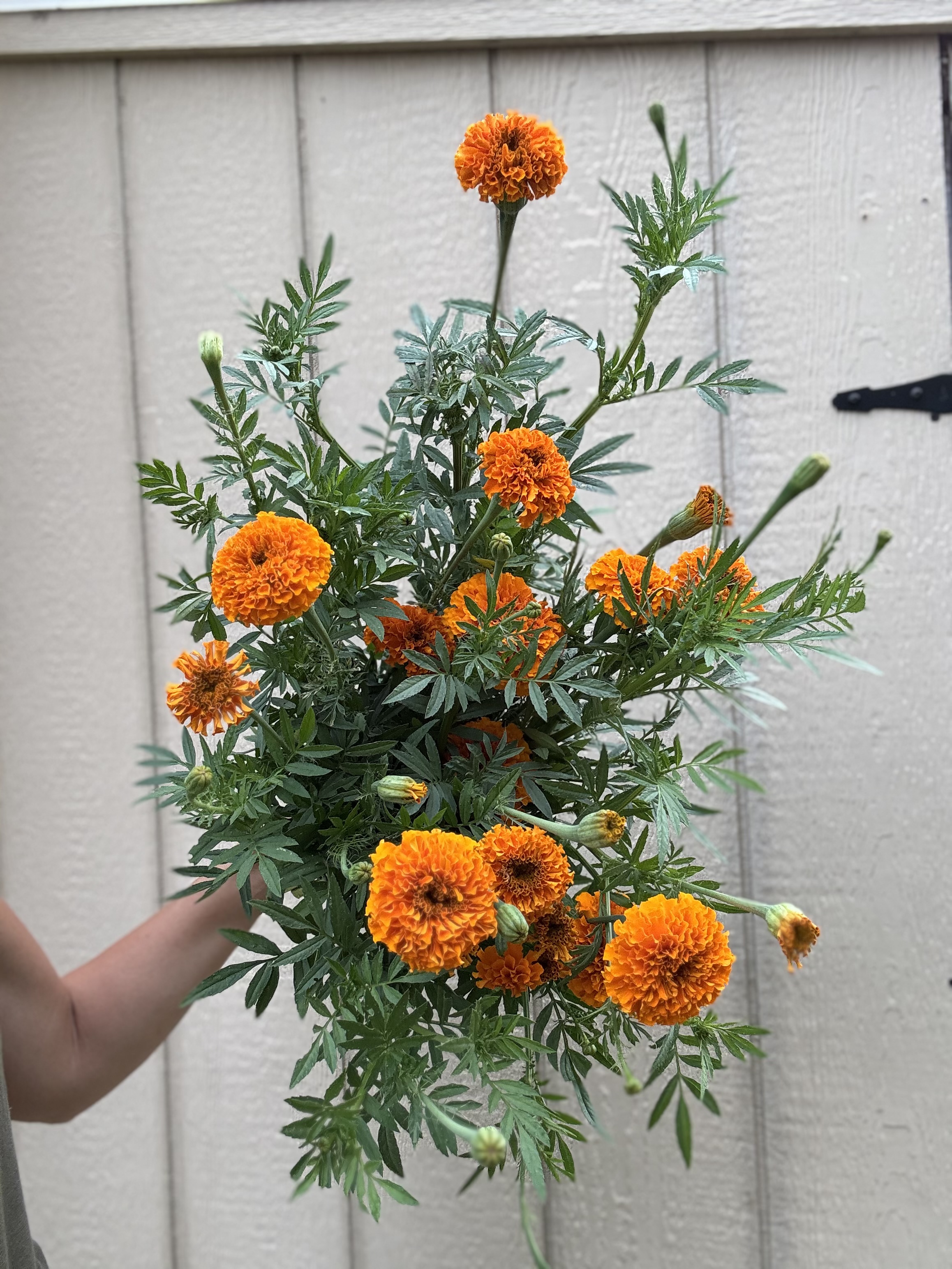 TAGETES erecta Coco Deep Orange