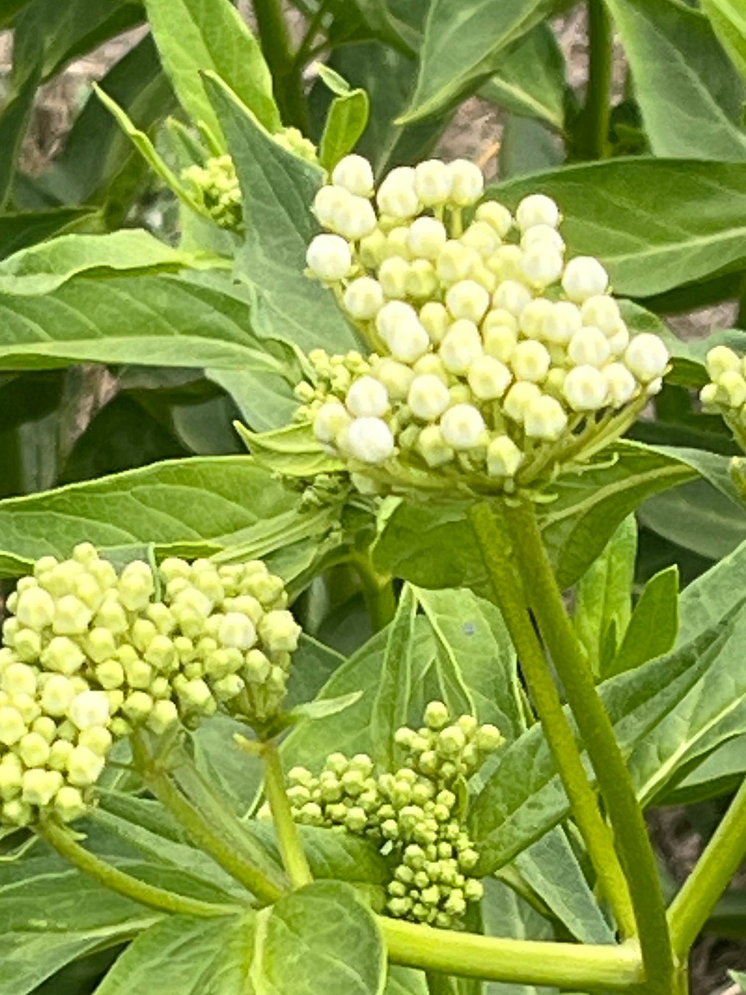 ASCLEPIAS incarnata