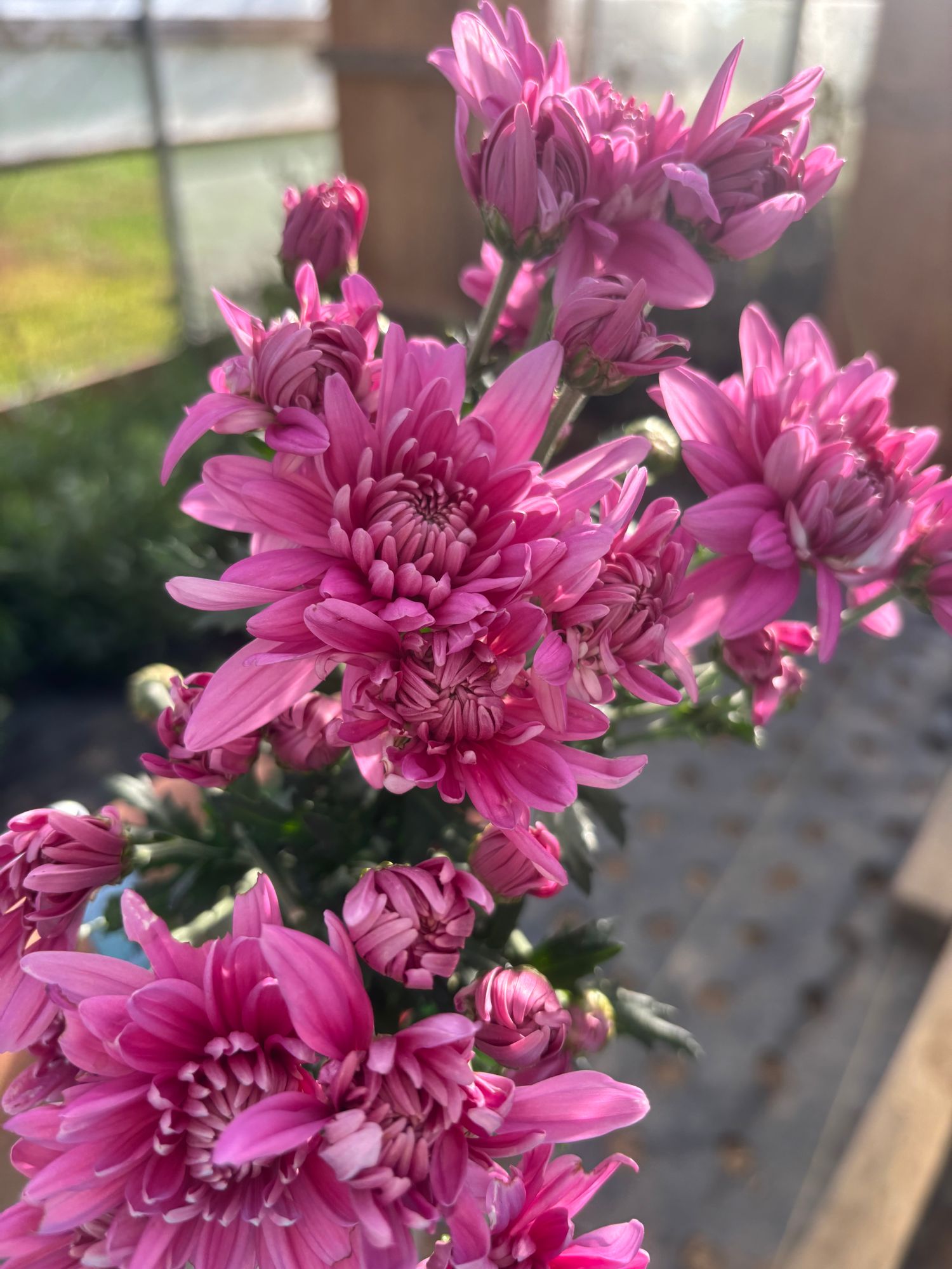 CHRYSANTHEMUM x morifolium Presidio Deep Pink