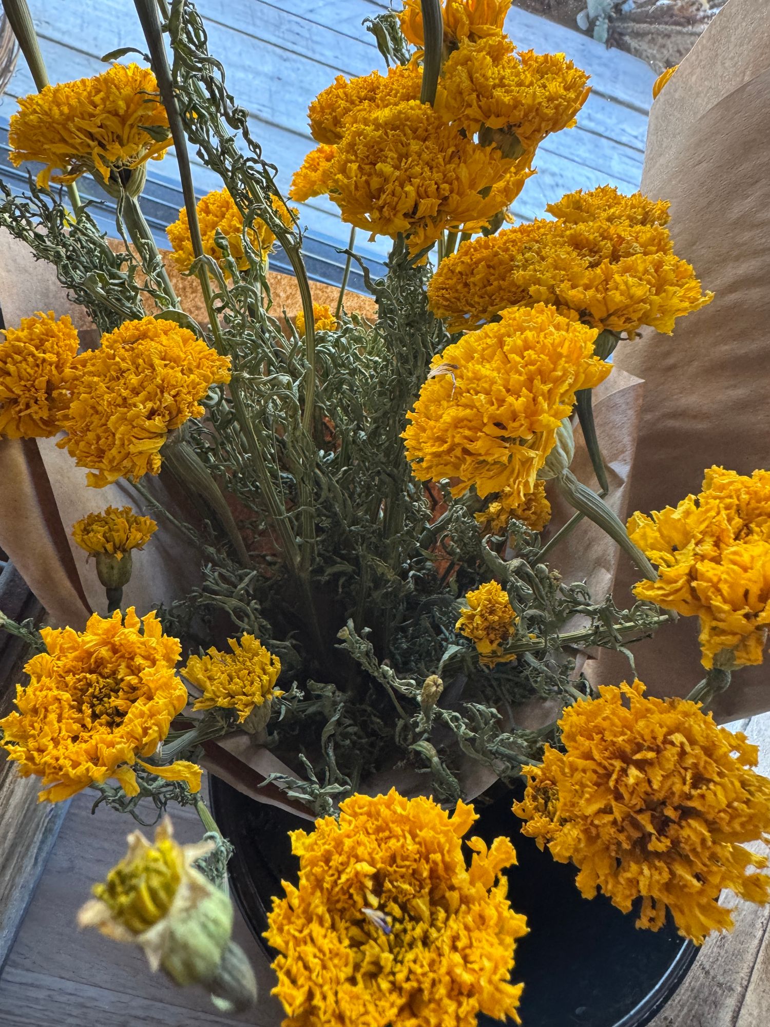 TAGETES erecta Chedi Yellow