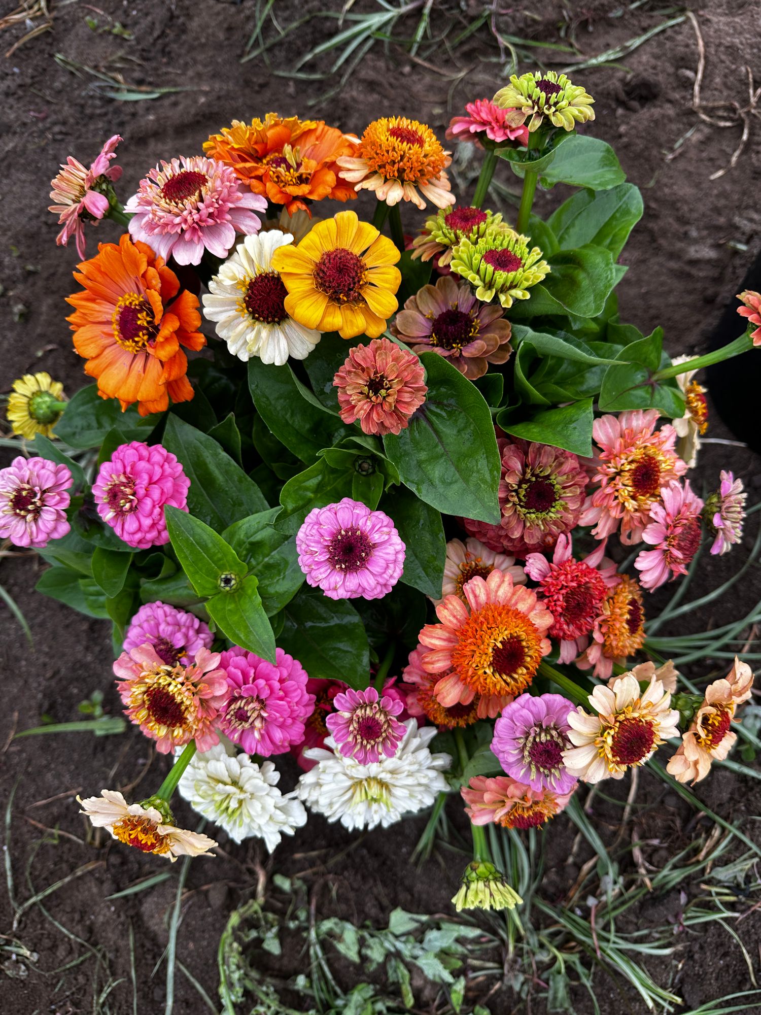 ZINNIA haageana Jazzy Mix