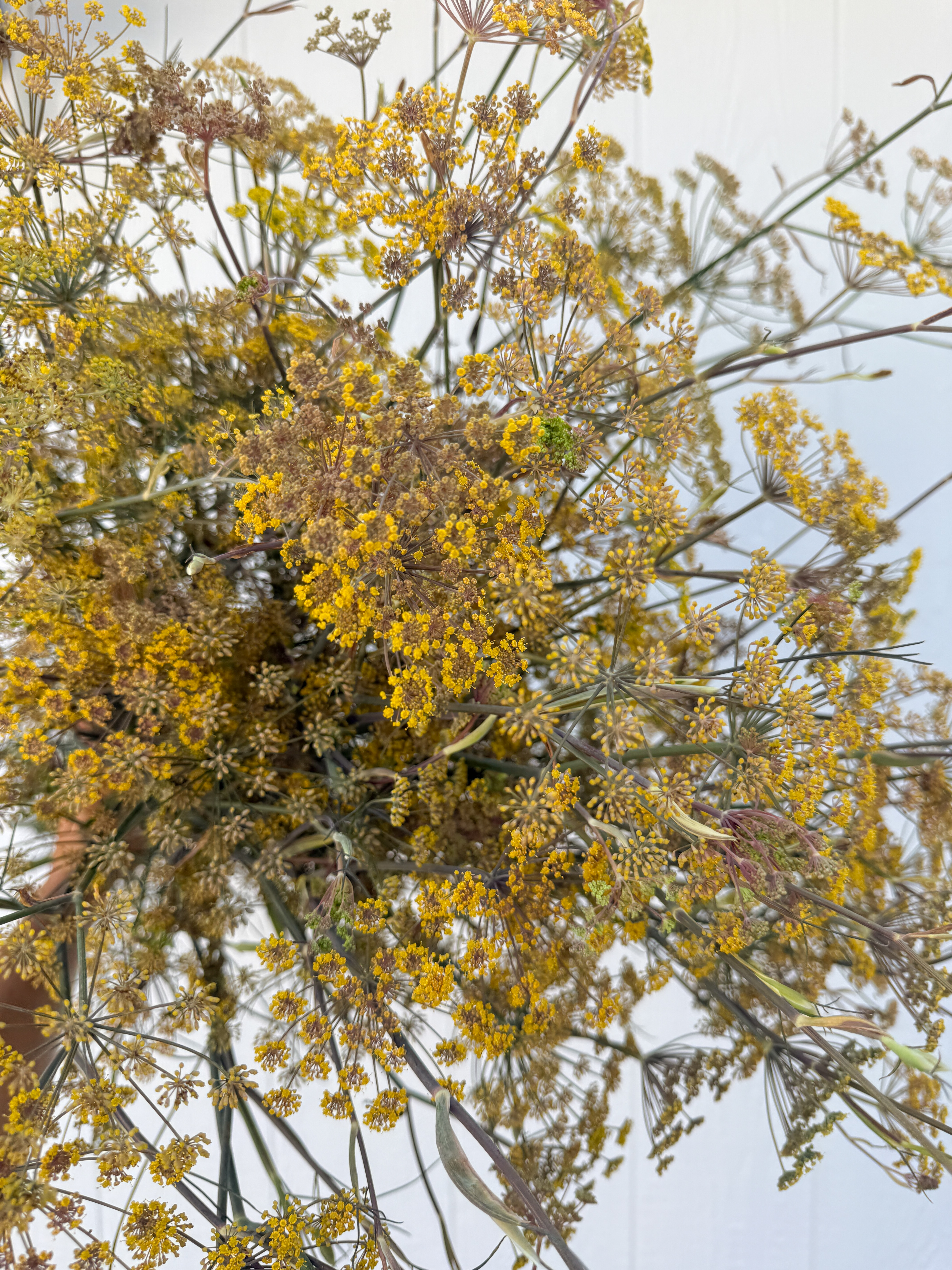 FOENICULUM vulgare