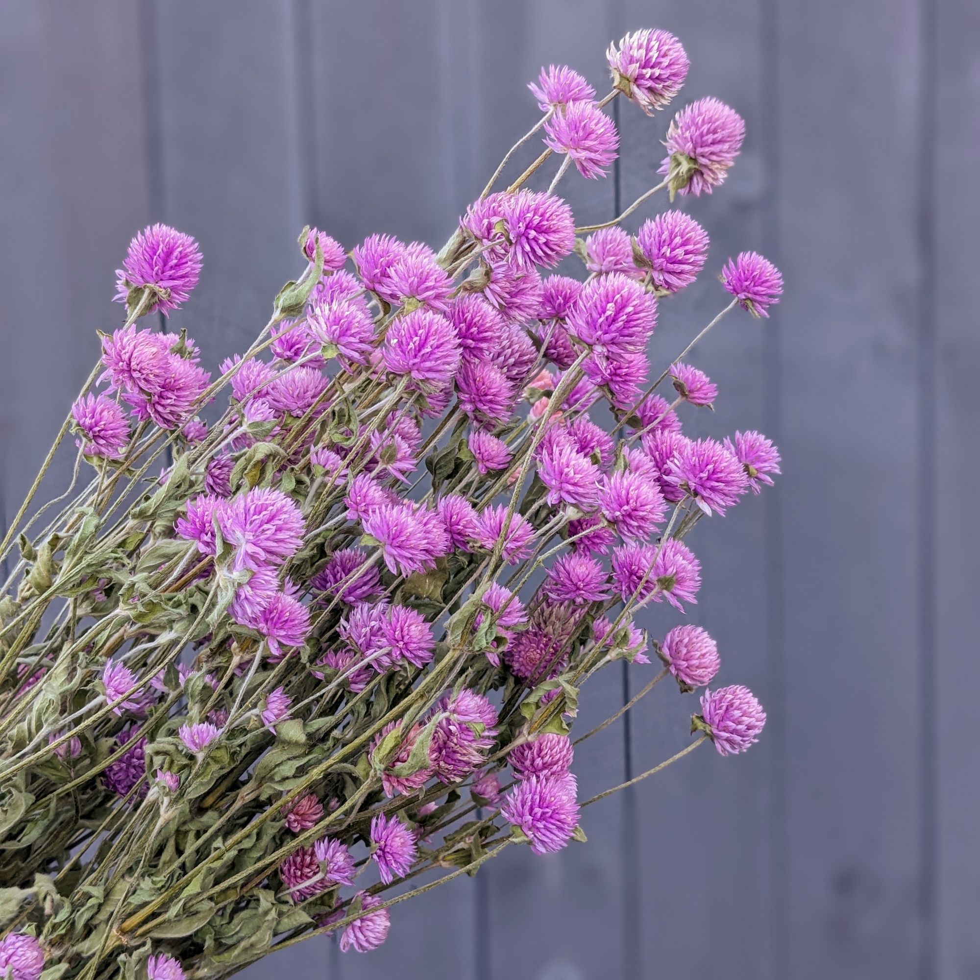 GOMPHRENA globosa